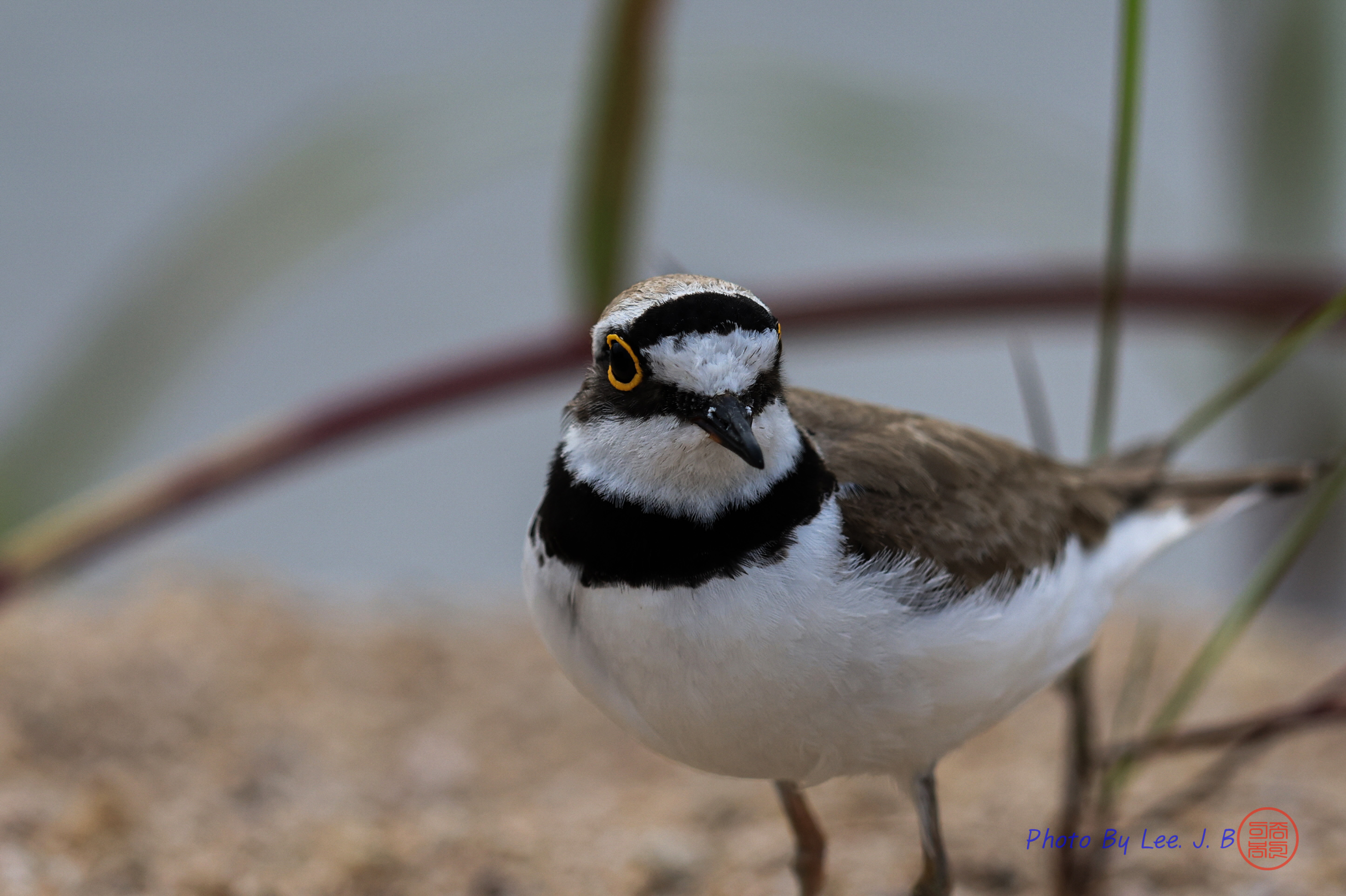 PHOTO BY  | Canon EOS R3 | 2024:05:25 07:46:55 | ISO-800 | 1/2000 sec | f 5.6 | 840 mm | EV=0 | ● WIDTH:2891 pixels  HEIGHT:1926 pixels