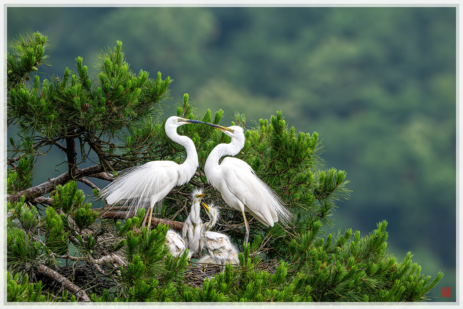 PHOTO BY  | NIKON Z 9 | 2024:06:10 07:59:47 | ISO-500 | 1/1600 sec | f 7.1 | 600 mm | EV=-1.3 | ● WIDTH:1500 pixels  HEIGHT:1000 pixels