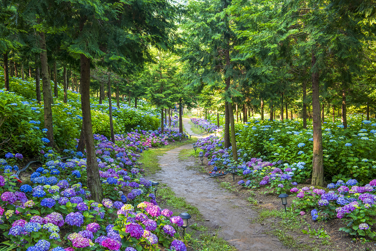 PHOTO BY  | NIKON D850 | 2024:06:13 08:25:50 | ISO-400 | 1/40 sec | f 8 | 42 mm | EV=-0.3 | ● WIDTH:1500 pixels  HEIGHT:1000 pixels