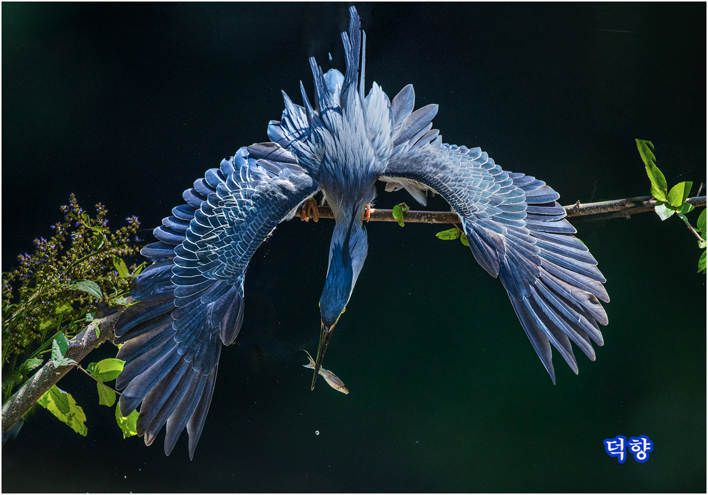 PHOTO BY kwon il bong | Canon EOS-1D X Mark II | 2024:06:12 11:17:39 | ISO-1600 | 1/5000 sec | f 4 | 600 mm | EV=0 | ● WIDTH:1400 pixels  HEIGHT:978 pixels