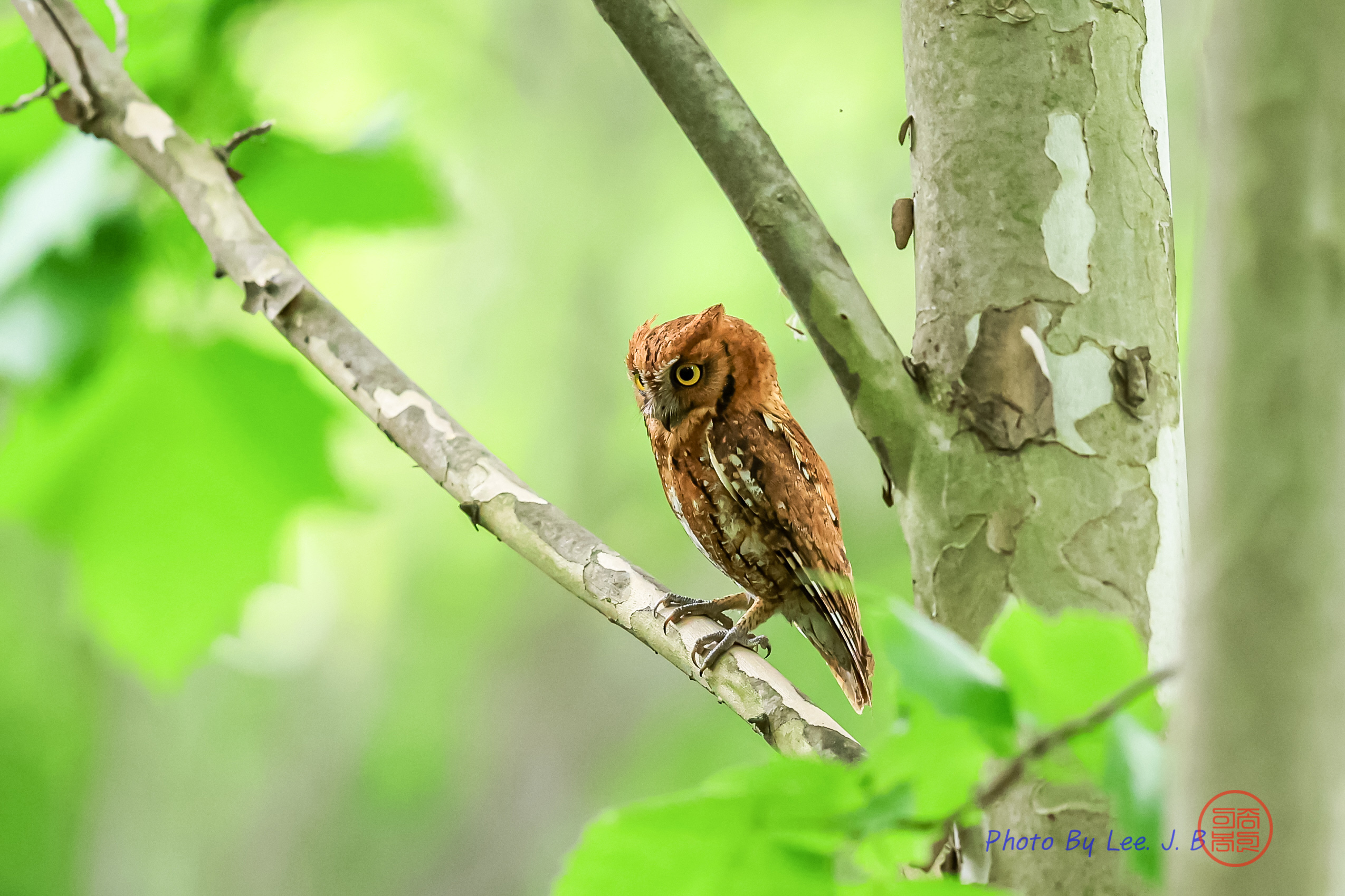 PHOTO BY  | Canon EOS R3 | 2024:05:30 12:55:27 | ISO-3200 | 1/1250 sec | f 4 | 600 mm | EV=-0.7 | ● WIDTH:2549 pixels  HEIGHT:1699 pixels