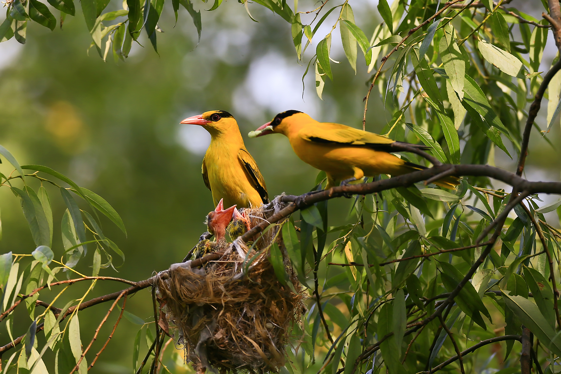 PHOTO BY WO2YA LAB | Canon EOS-1D X Mark II | 2024:06:04 17:50:53 | ISO-3200 | 1/8000 sec | f 7.1 | 250 mm | EV=0 | ● WIDTH:1800 pixels  HEIGHT:1200 pixels