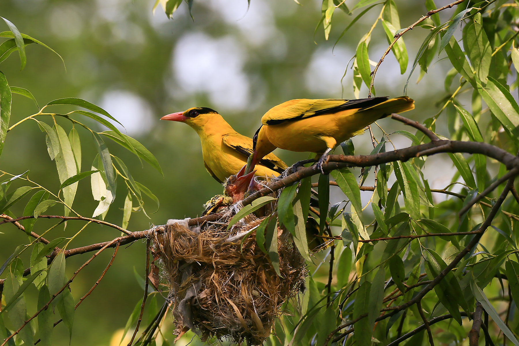 PHOTO BY WO2YA LAB | Canon EOS-1D X Mark II | 2024:06:04 17:50:53 | ISO-3200 | 1/8000 sec | f 7.1 | 250 mm | EV=0 | ● WIDTH:1800 pixels  HEIGHT:1200 pixels