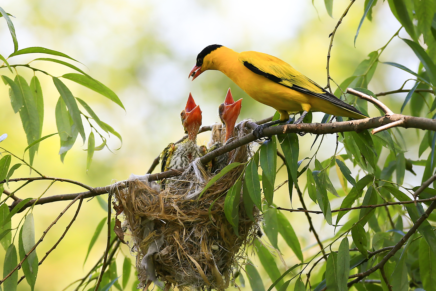 PHOTO BY WO2YA LAB | Canon EOS-1D X Mark II | 2024:06:04 17:50:53 | ISO-3200 | 1/8000 sec | f 7.1 | 250 mm | EV=0 | ● WIDTH:1800 pixels  HEIGHT:1200 pixels