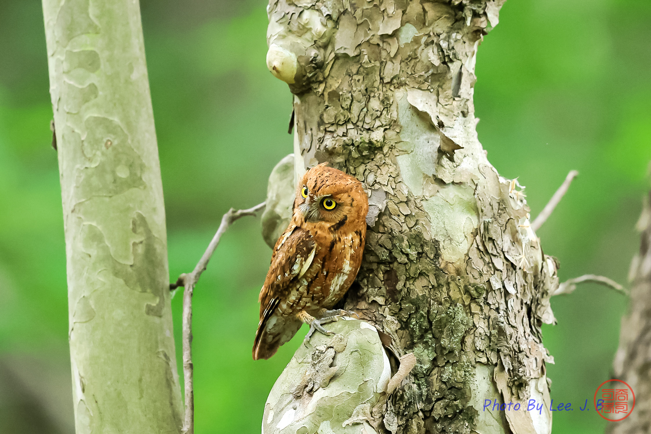 PHOTO BY  | Canon EOS R3 | 2024:05:30 13:00:09 | ISO-4000 | 1/1250 sec | f 4 | 600 mm | EV=-0.7 | ● WIDTH:2245 pixels  HEIGHT:1496 pixels