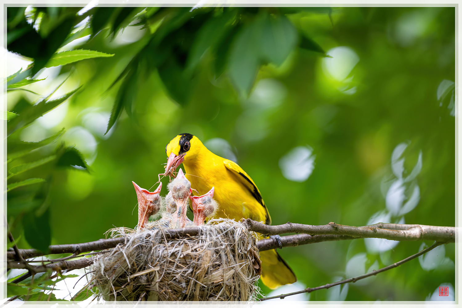 PHOTO BY  | NIKON Z 9 | 2024:06:14 14:38:48 | ISO-1800 | 1/640 sec | f 5.6 | 840 mm | EV=0.3 | ● WIDTH:1500 pixels  HEIGHT:1000 pixels