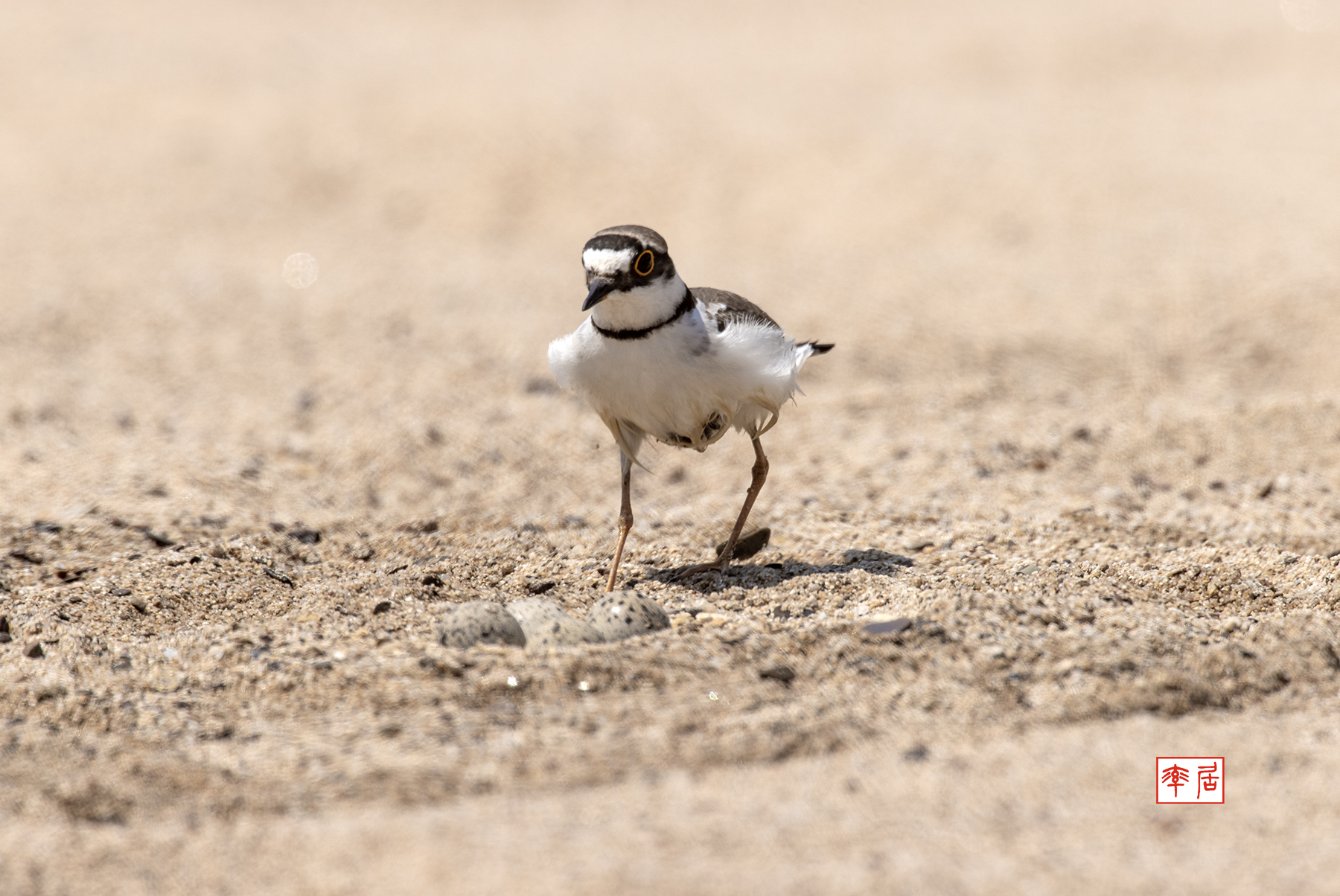 PHOTO BY changickheun | Canon EOS-1D X Mark III | 2024:06:13 14:00:08 | ISO-400 | 1/1250 sec | f 9 | 840 mm | EV=0 | ● WIDTH:1800 pixels  HEIGHT:1204 pixels
