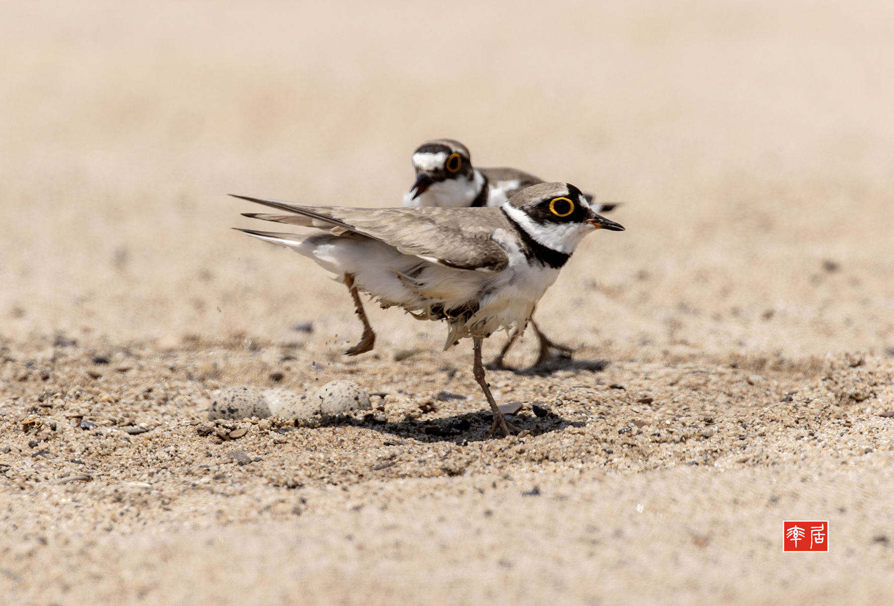PHOTO BY changickheun | Canon EOS-1D X Mark III | 2024:06:13 12:51:42 | ISO-400 | 1/1250 sec | f 9 | 840 mm | EV=0 | ● WIDTH:1800 pixels  HEIGHT:1220 pixels