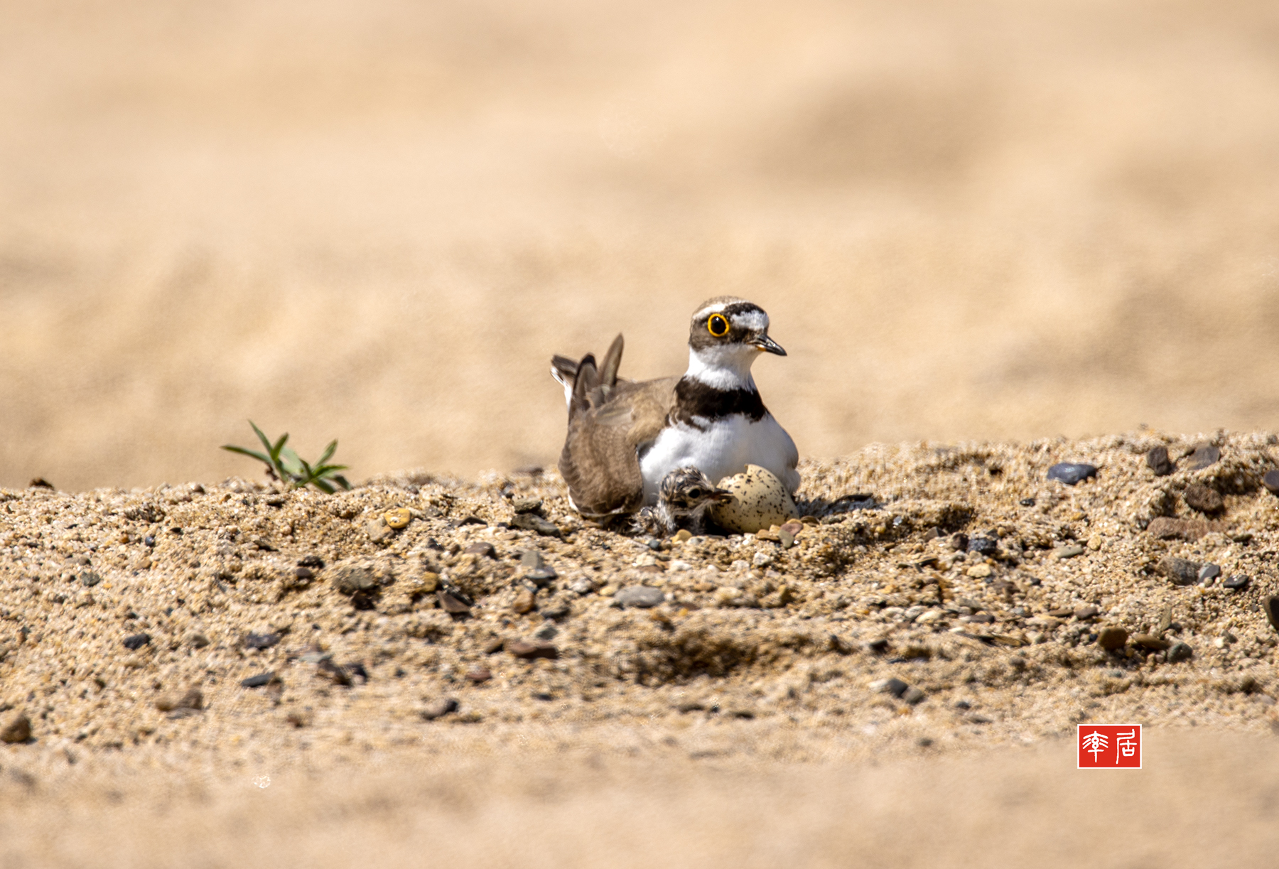 PHOTO BY changickheun | Canon EOS-1D X Mark III | 2024:06:12 14:38:18 | ISO-100 | 1/1000 sec | f 5.6 | 840 mm | EV=0 | ● WIDTH:1800 pixels  HEIGHT:1223 pixels