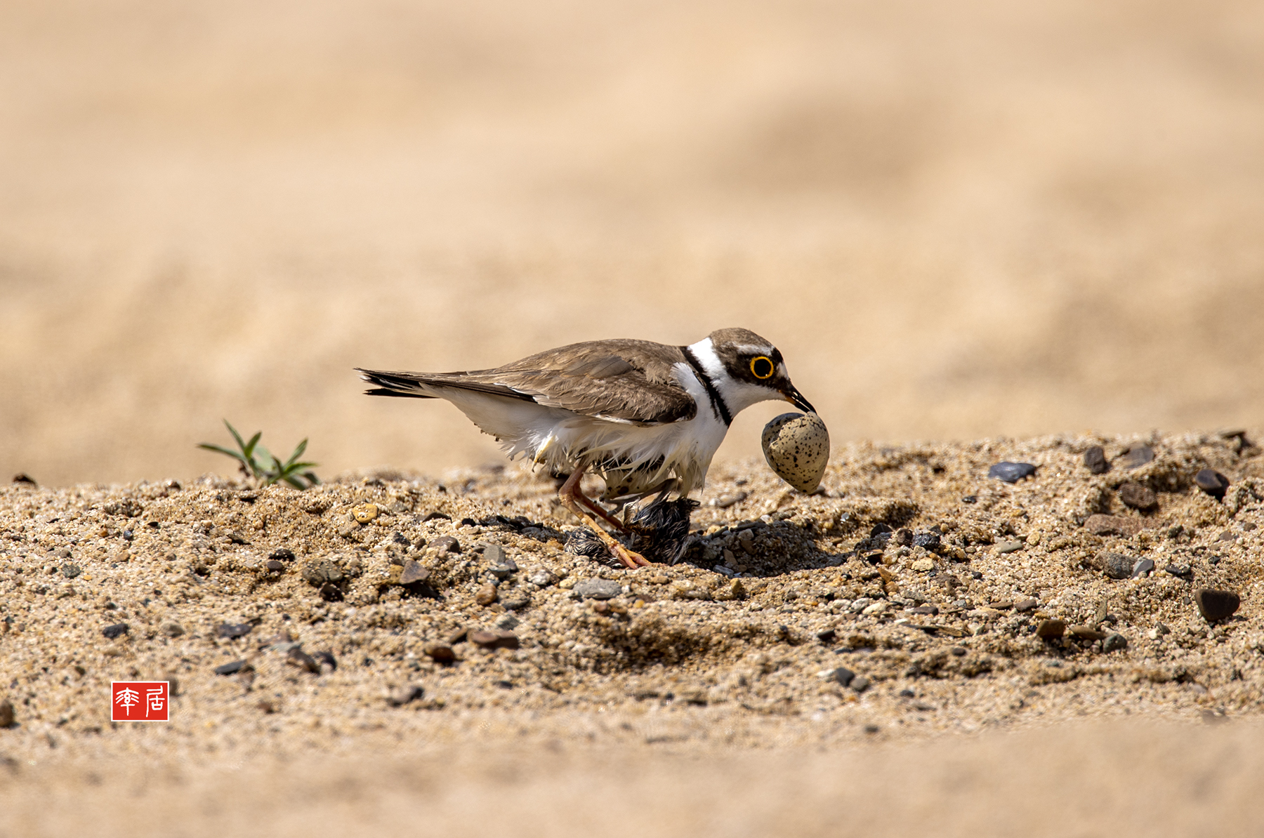 PHOTO BY changickheun | Canon EOS-1D X Mark III | 2024:06:12 14:29:59 | ISO-100 | 1/1000 sec | f 5.6 | 840 mm | EV=0 | ● WIDTH:1800 pixels  HEIGHT:1194 pixels