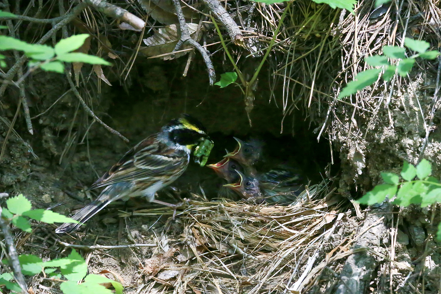 PHOTO BY WO2YA LAB | Canon EOS-1D X Mark II | 2024:06:04 17:50:53 | ISO-3200 | 1/8000 sec | f 7.1 | 250 mm | EV=0 | ● WIDTH:1800 pixels  HEIGHT:1200 pixels