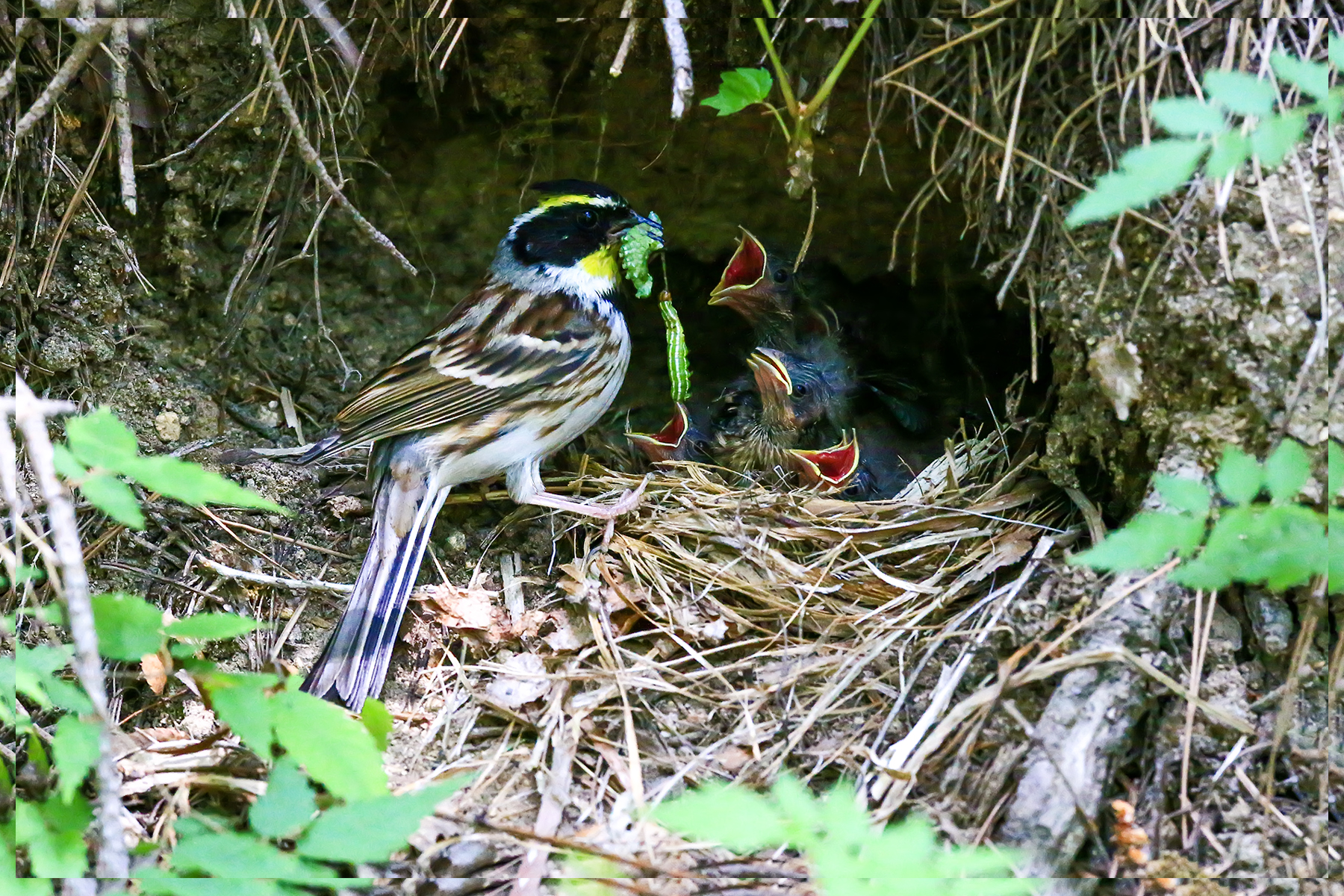 PHOTO BY WO2YA LAB | Canon EOS-1D X Mark II | 2024:06:04 17:50:53 | ISO-3200 | 1/8000 sec | f 7.1 | 250 mm | EV=0 | ● WIDTH:1800 pixels  HEIGHT:1200 pixels