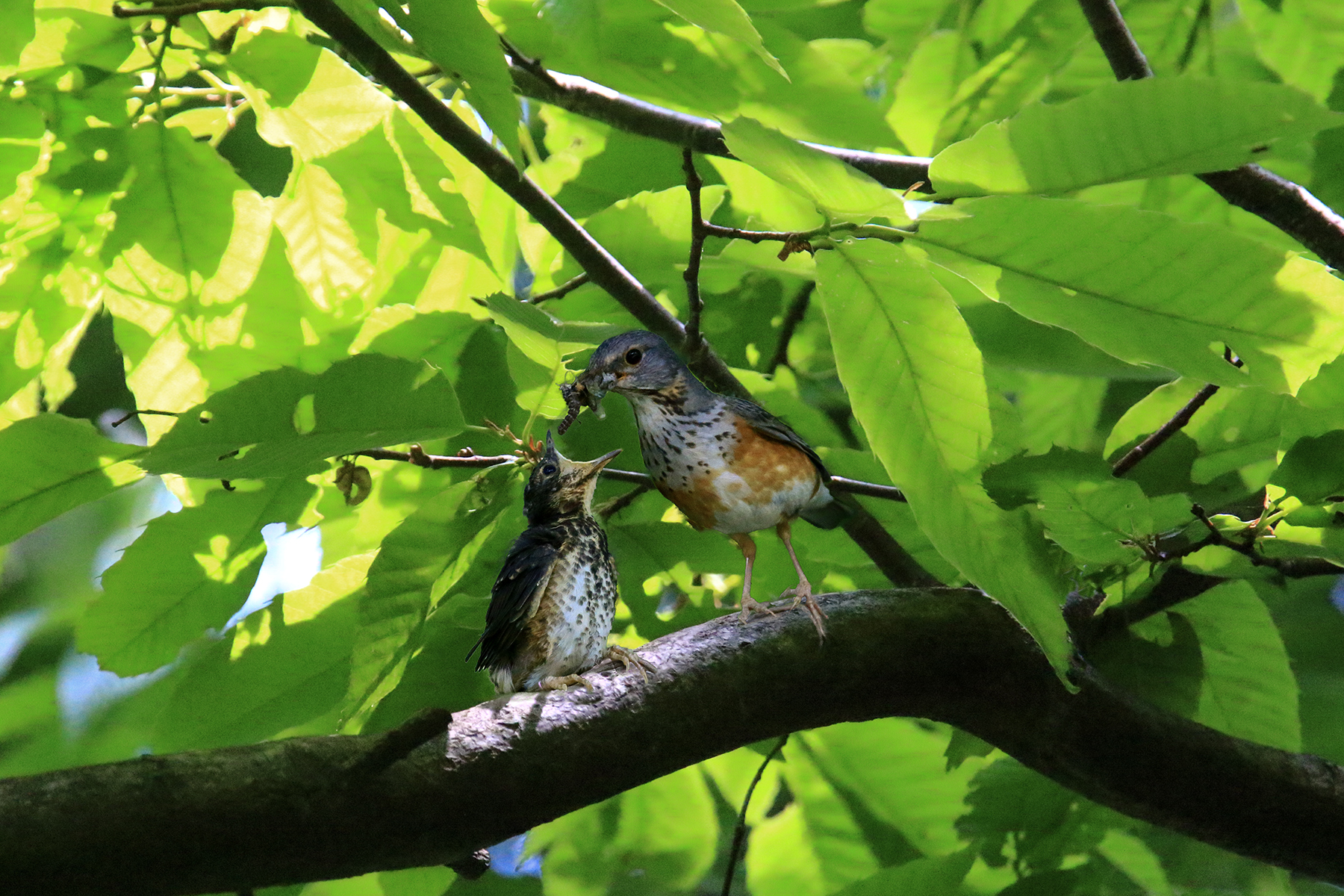 PHOTO BY WO2YA LAB | Canon EOS-1D X Mark II | 2024:06:04 17:50:53 | ISO-3200 | 1/8000 sec | f 7.1 | 250 mm | EV=0 | ● WIDTH:1800 pixels  HEIGHT:1200 pixels