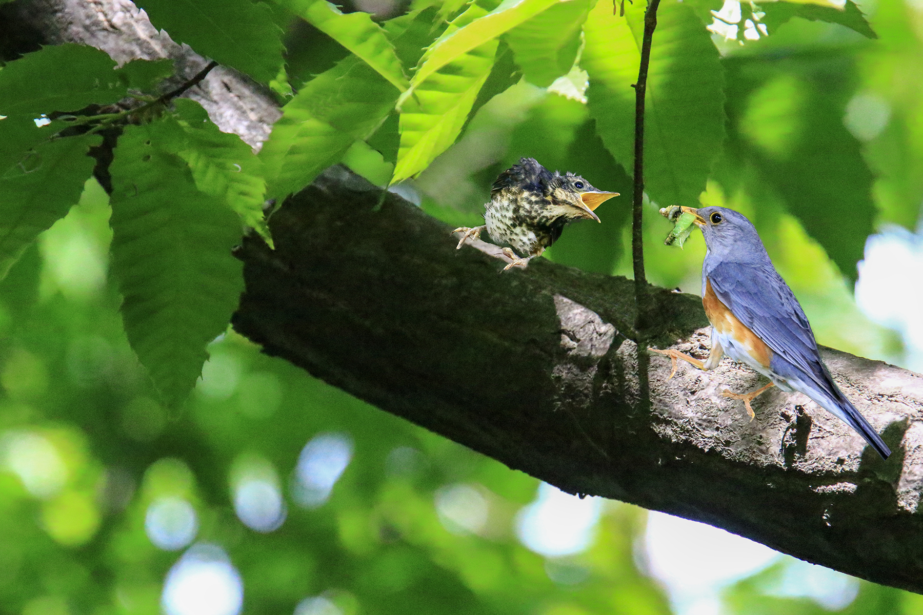 PHOTO BY WO2YA LAB | Canon EOS-1D X Mark II | 2024:06:04 17:50:53 | ISO-3200 | 1/8000 sec | f 7.1 | 250 mm | EV=0 | ● WIDTH:1800 pixels  HEIGHT:1200 pixels