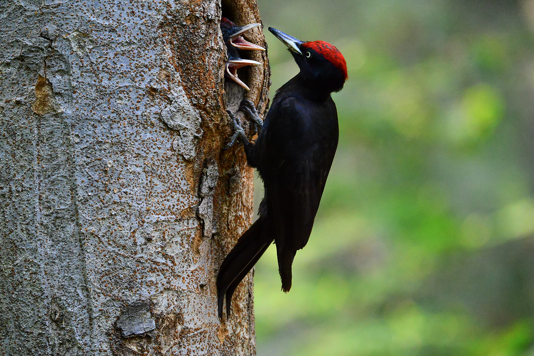PHOTO BY WO2YA LAB | Canon EOS-1D X Mark II | 2024:06:04 17:50:53 | ISO-3200 | 1/8000 sec | f 7.1 | 250 mm | EV=0 | ● WIDTH:1800 pixels  HEIGHT:1200 pixels