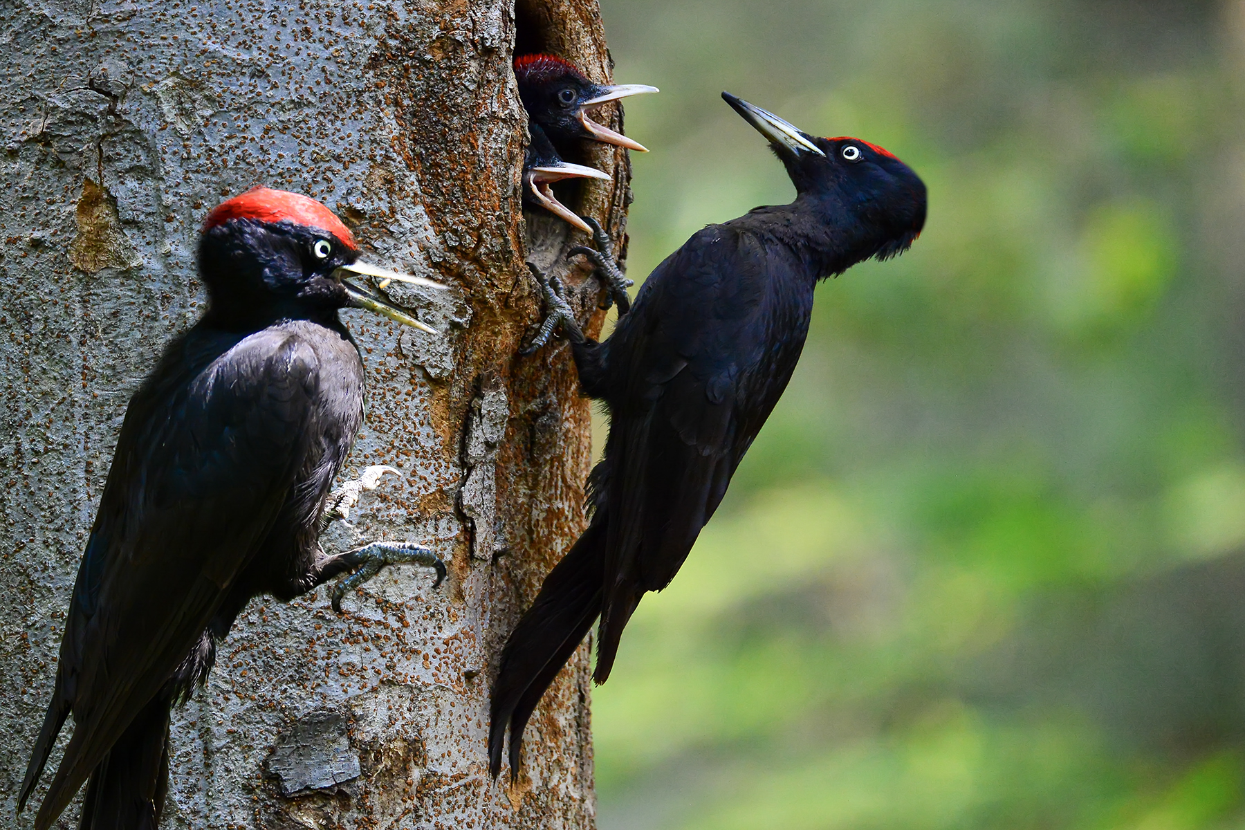 PHOTO BY WO2YA LAB | Canon EOS-1D X Mark II | 2024:06:04 17:50:54 | ISO-3200 | 1/8000 sec | f 7.1 | 250 mm | EV=0 | ● WIDTH:1800 pixels  HEIGHT:1200 pixels