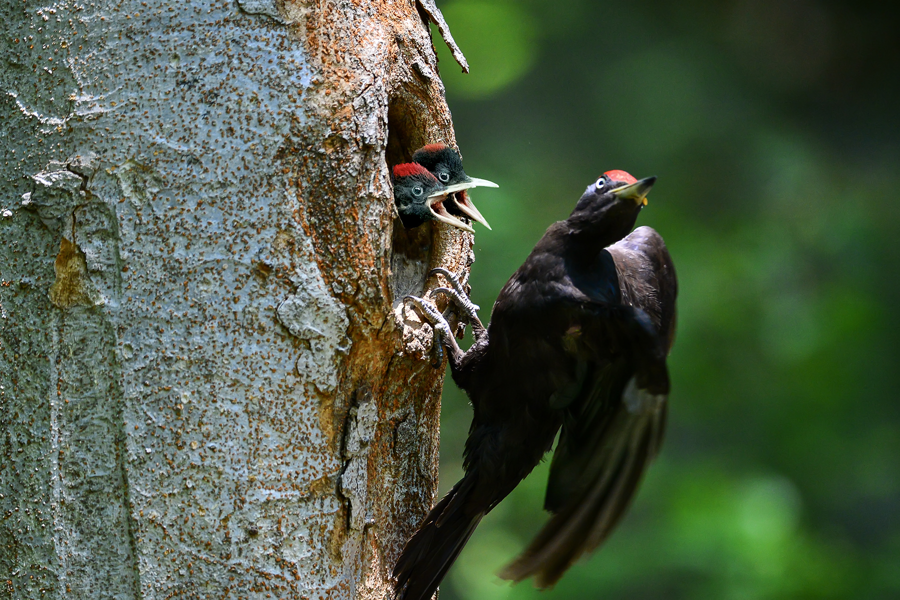 PHOTO BY ChoiJunqSeop | Canon EOS-1D X Mark II | 2024:06:16 19:17:56 | ISO-50 | 1/250 sec | f 4.5 | 100 mm | EV=0 | ● WIDTH:1800 pixels  HEIGHT:1200 pixels