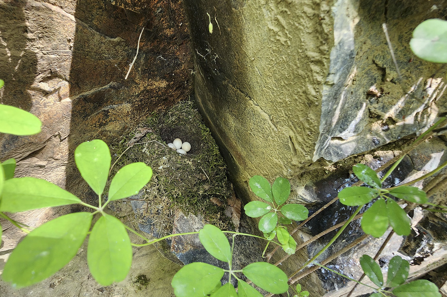 PHOTO BY  | Galaxy S23 Ultra | 2024:06:16 15:50:33 | ISO-10 | 1/1400 sec | f 1.7 | 6.3 mm | EV=0 | ● WIDTH:1500 pixels  HEIGHT:1002 pixels