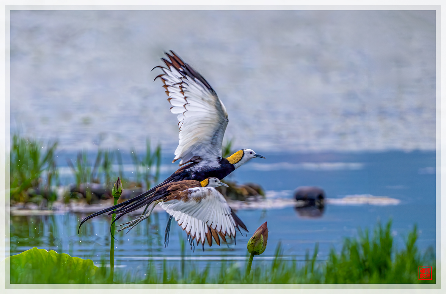 PHOTO BY  | NIKON Z 9 | 2024:06:20 06:25:09 | ISO-1100 | 1/1250 sec | f 5.6 | 840 mm | EV=-0.7 | ● WIDTH:1500 pixels  HEIGHT:989 pixels