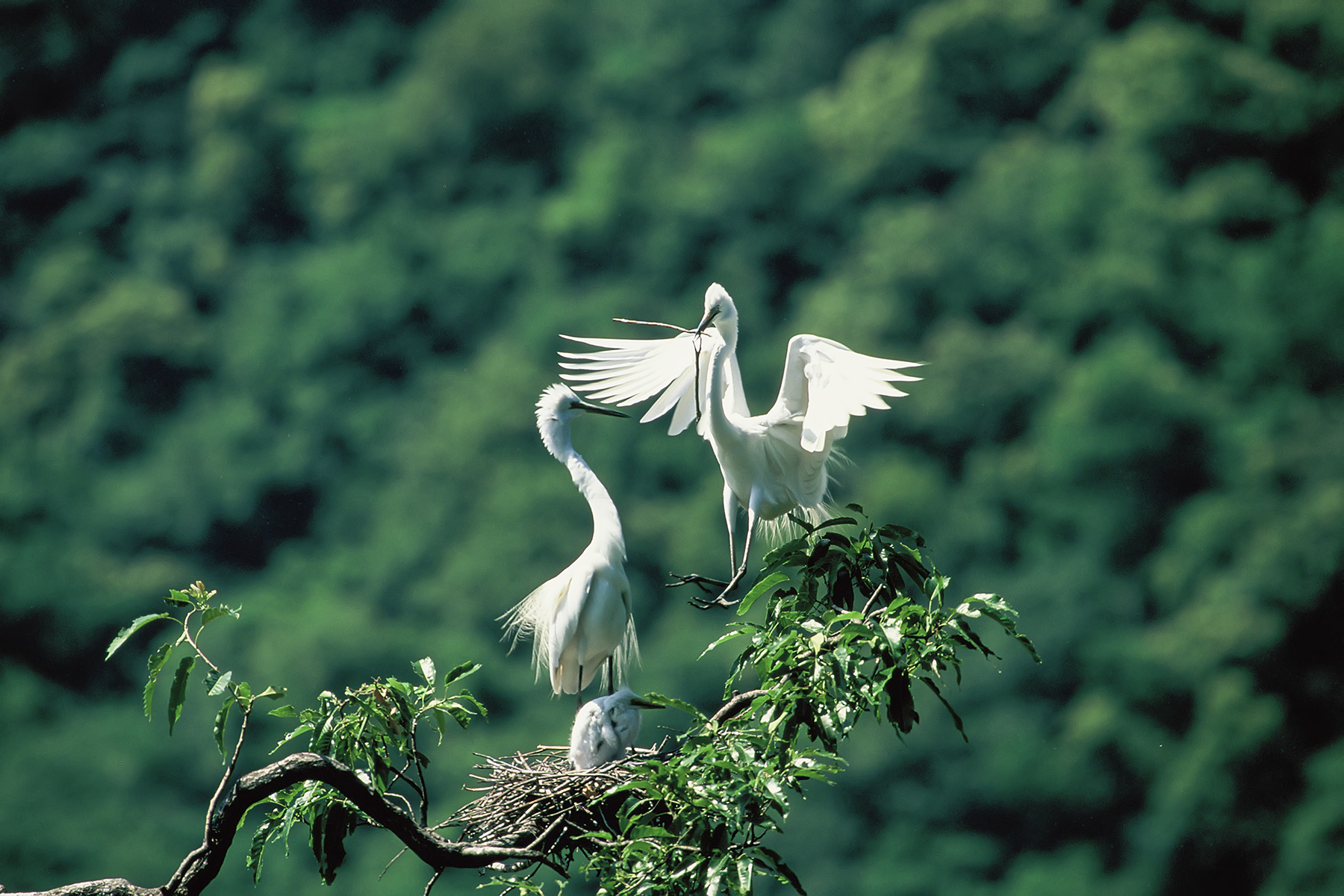 PHOTO BY ChoiJunqSeop | Canon EOS-1D X Mark II | 2024:06:16 19:19:19 | ISO-50 | 1/250 sec | f 5.6 | 400 mm | EV=0 | ● WIDTH:1800 pixels  HEIGHT:1200 pixels