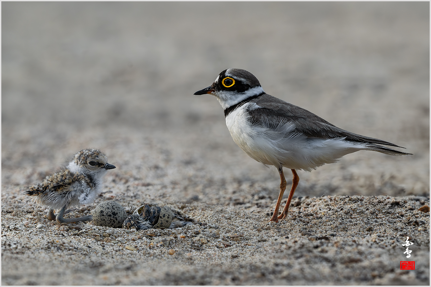 PHOTO BY  | NIKON Z 9 | 2024:06:14 18:25:03 | ISO-1000 | 1/1250 sec | f 9 | 840 mm | EV=-0.3 | ● WIDTH:1700 pixels  HEIGHT:1133 pixels