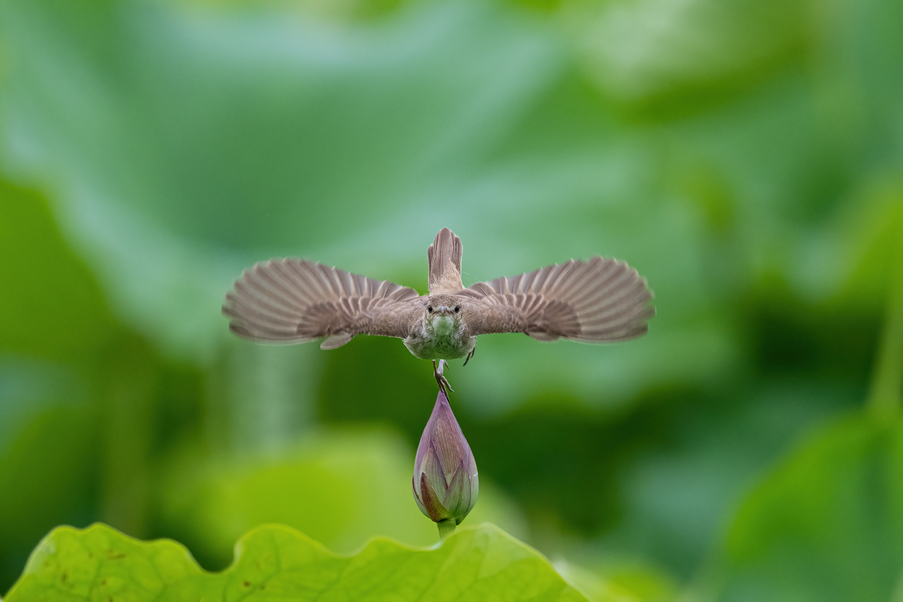 PHOTO BY  | NIKON Z 9 | 2024:06:20 11:32:56 | ISO-1250 | 1/2500 sec | f 5.6 | 800 mm | EV=0 | ● WIDTH:1800 pixels  HEIGHT:1199 pixels