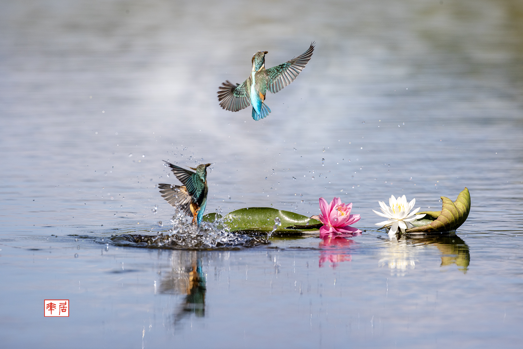 PHOTO BY changickheun | Canon EOS-1D X Mark III | 2023:09:09 09:54:44 | ISO-640 | 1/3200 sec | f 6.3 | 600 mm | EV=0 | ● WIDTH:1800 pixels  HEIGHT:1200 pixels