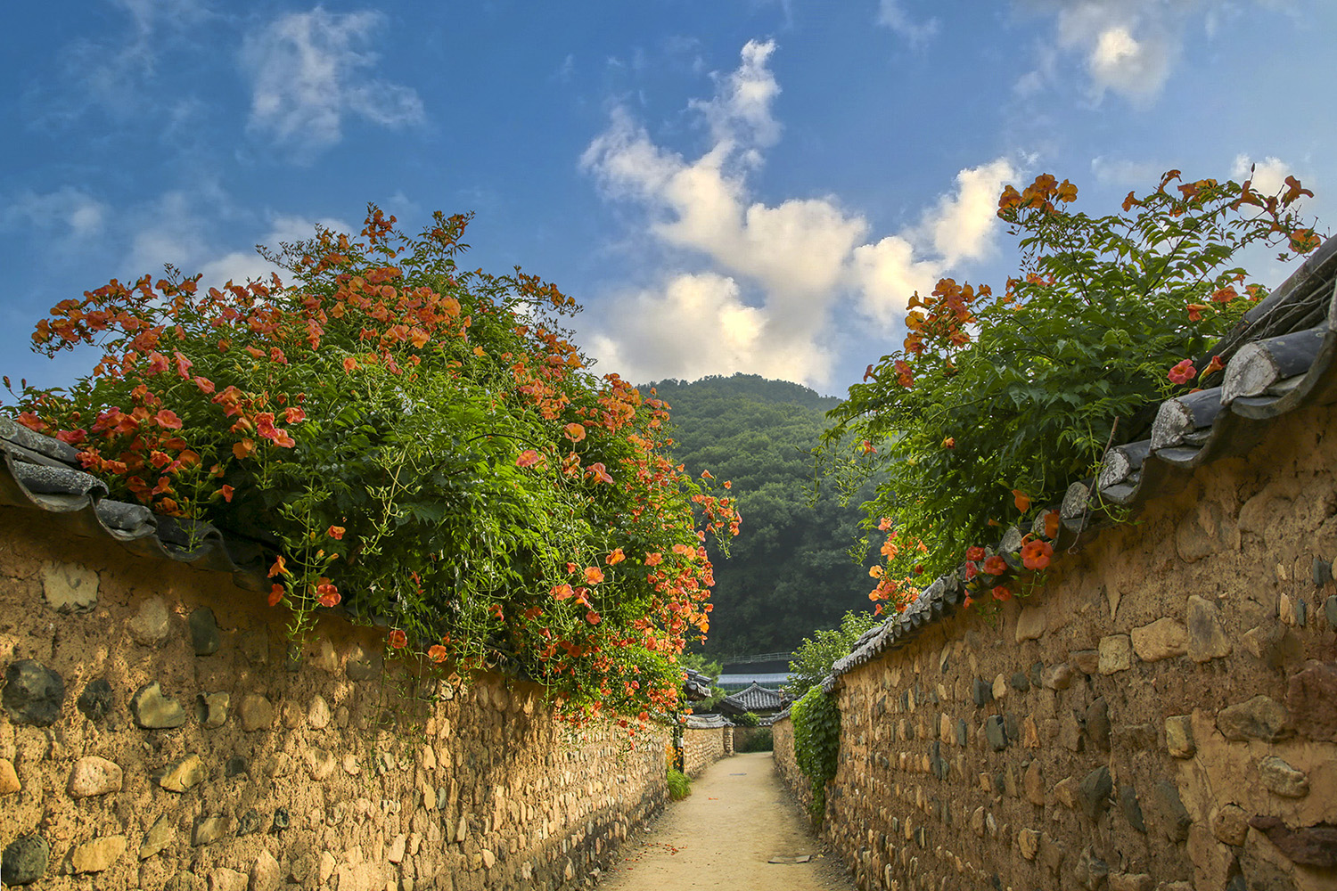 PHOTO BY  | Canon EOS 5D Mark III | 2024:06:21 06:43:44 | ISO-100 | 1/160 sec | f 6.3 | 24 mm | EV=-0.7 | ● WIDTH:1500 pixels  HEIGHT:1000 pixels