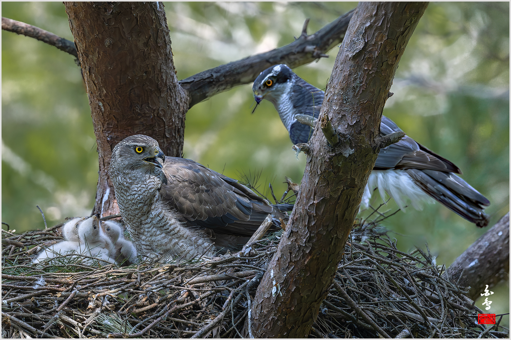 PHOTO BY  | NIKON Z 9 | 2024:06:03 11:27:19 | ISO-2000 | 1/2500 sec | f 5 | 600 mm | EV=-0.3 | ● WIDTH:1700 pixels  HEIGHT:1132 pixels