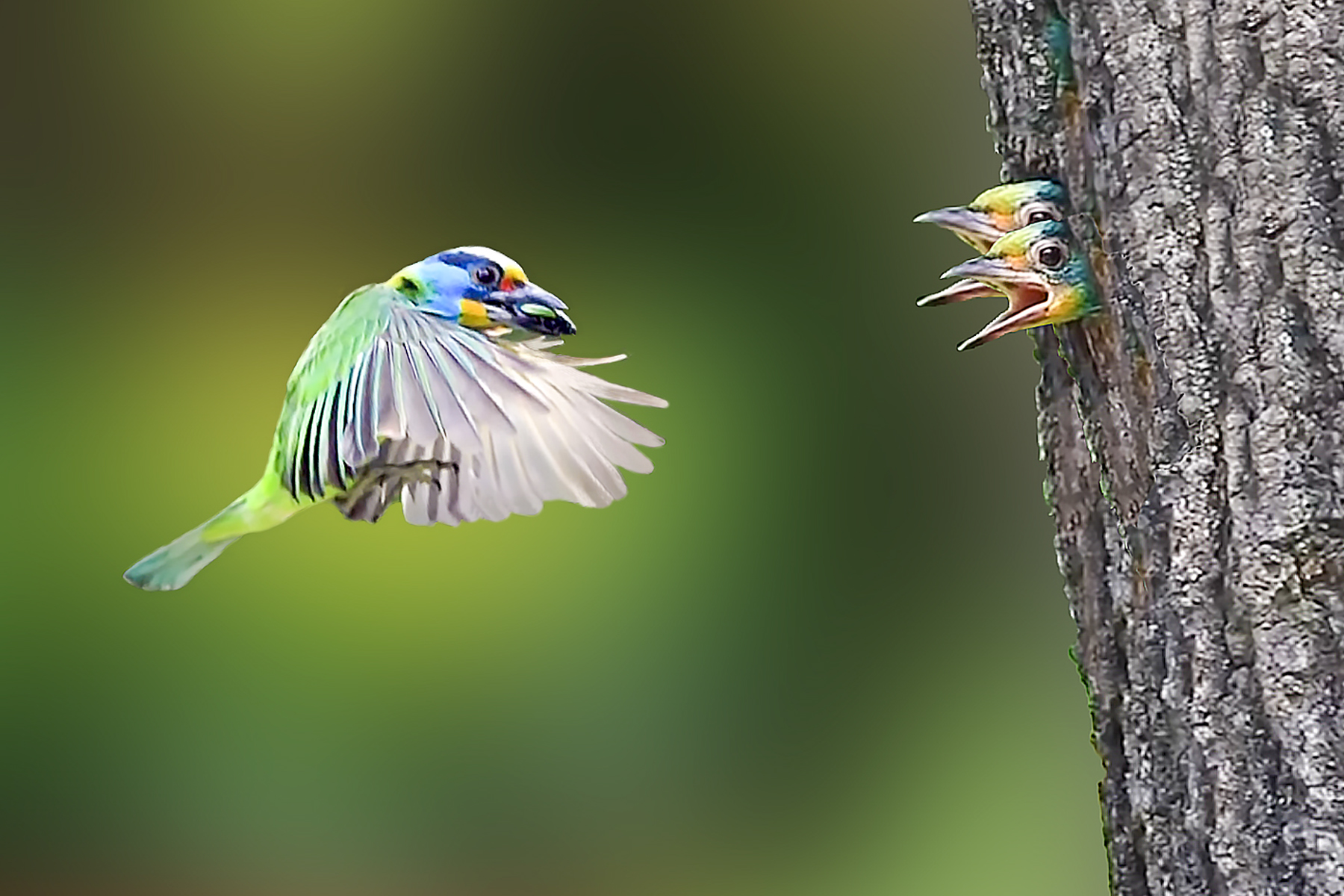 PHOTO BY HNalim | Canon EOS 7D Mark II | 2024:06:22 13:39:45 | ISO-100 | 1/500 sec | f 4.5 | 100 mm | EV=0 | ● WIDTH:1800 pixels  HEIGHT:1200 pixels