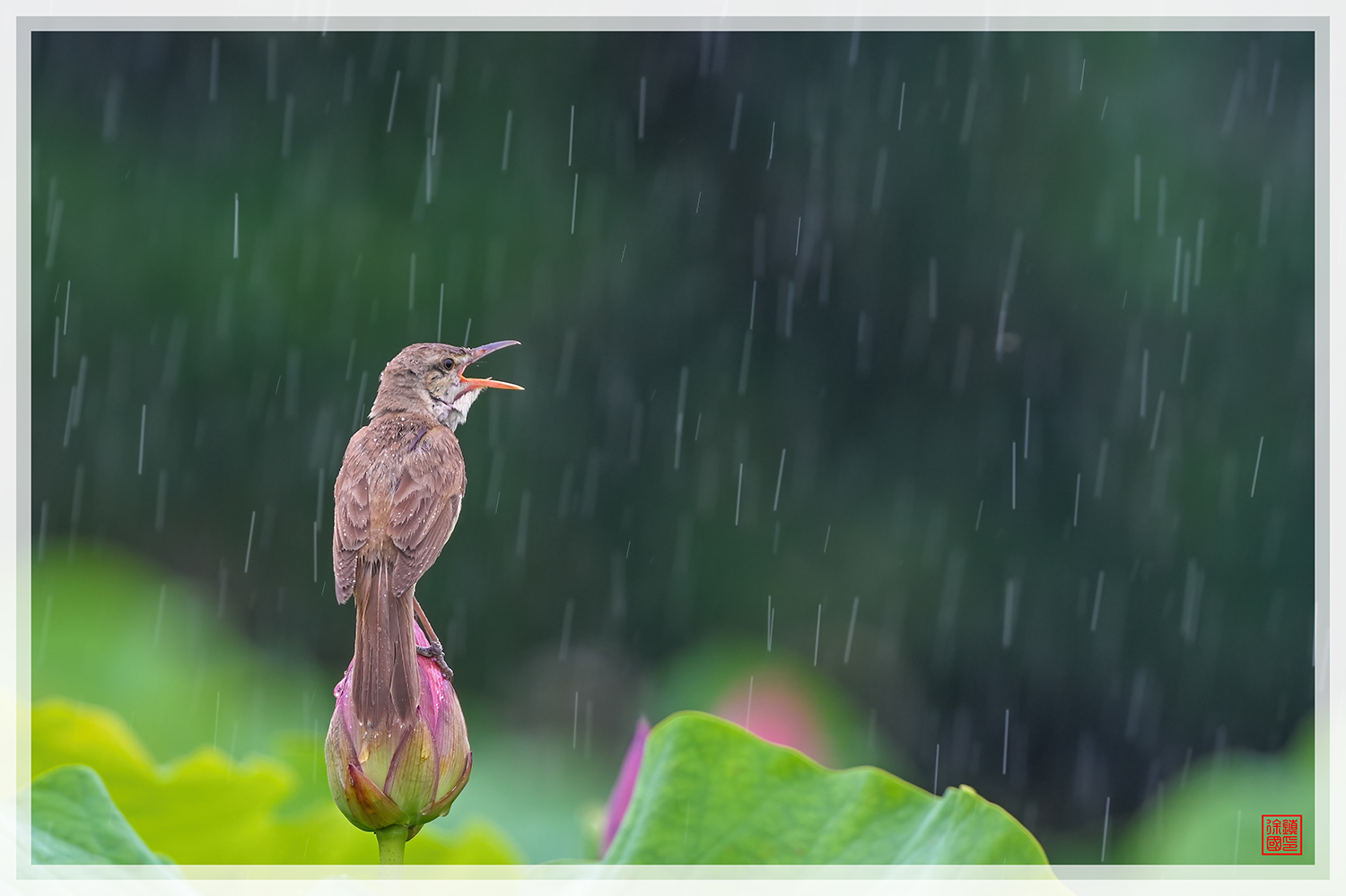 PHOTO BY  | NIKON Z 9 | 2024:06:22 09:27:41 | ISO-250 | 1/200 sec | f 7.1 | 840 mm | EV=-0.7 | ● WIDTH:1500 pixels  HEIGHT:999 pixels