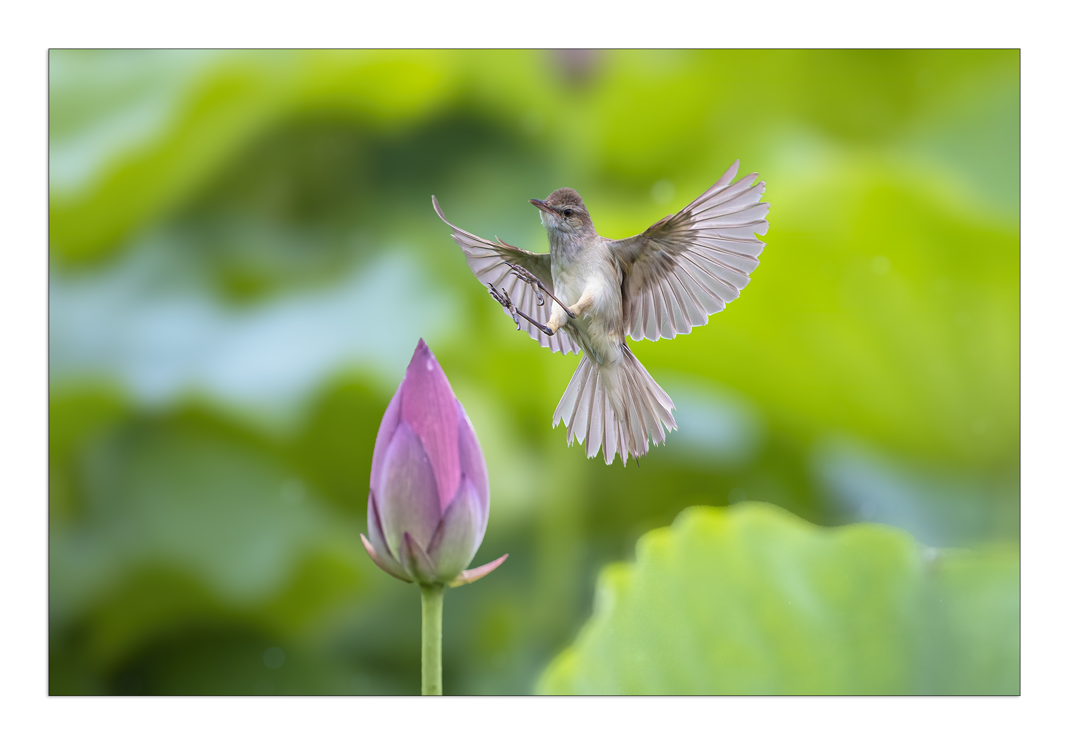 PHOTO BY  | Canon EOS R5 | 2024:06:22 14:03:51 | ISO-8000 | 1/2000 sec | f 9 | 800 mm | EV=0 | ● WIDTH:2200 pixels  HEIGHT:1534 pixels