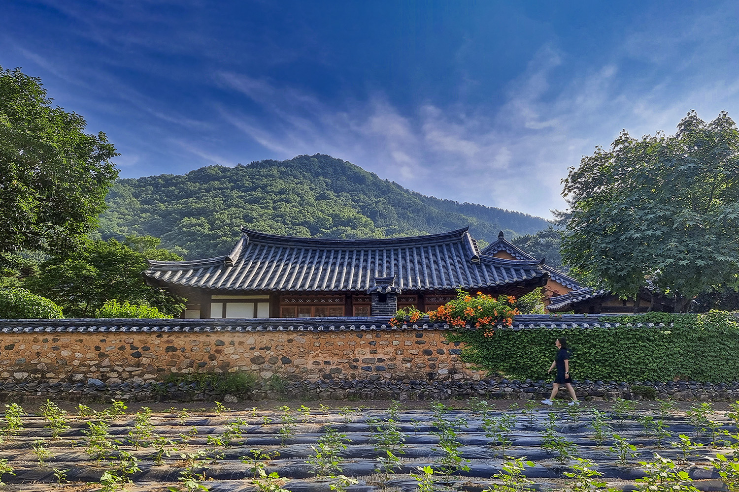 PHOTO BY  | SM-G998N | 2024:06:21 07:55:34 | ISO-50 | 1/1150 sec | f 1.8 | 6.7 mm | EV=0 | ● WIDTH:1500 pixels  HEIGHT:1000 pixels