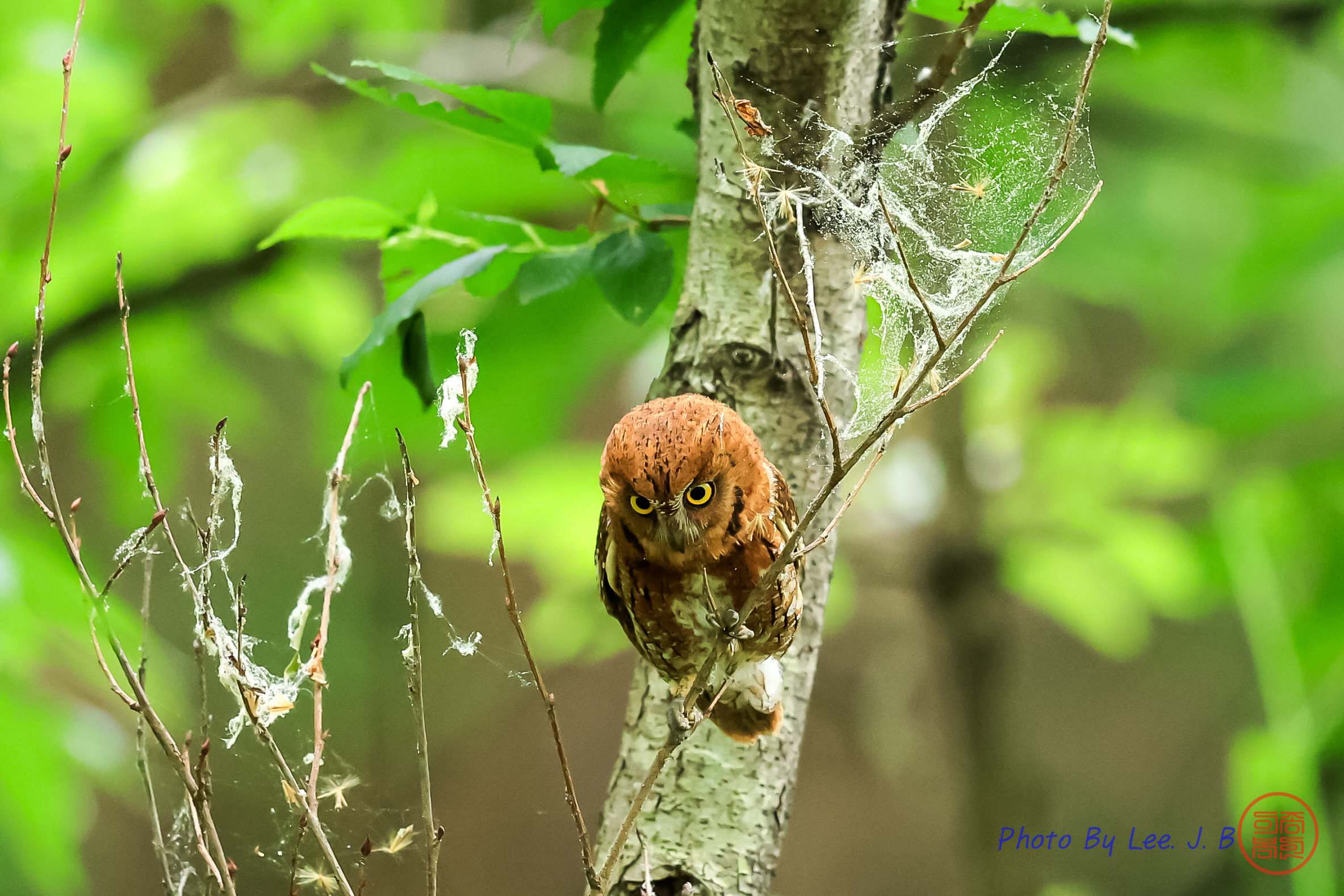 PHOTO BY  | Canon EOS R3 | 2024:05:30 13:03:26 | ISO-4000 | 1/1000 sec | f 4 | 600 mm | EV=-0.7 | ● WIDTH:2367 pixels  HEIGHT:1578 pixels