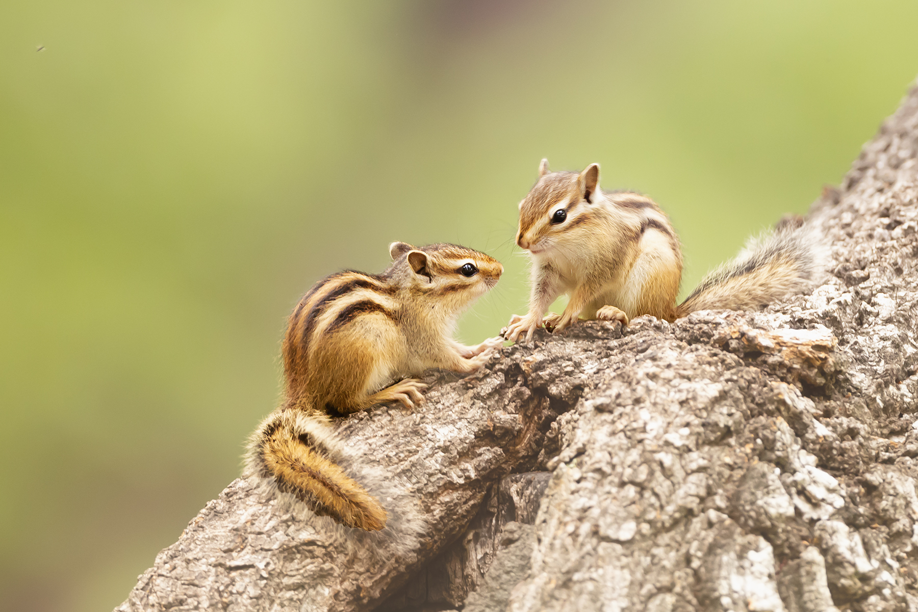 PHOTO BY  | Canon EOS R5 | 2023:04:20 08:07:11 | ISO-1250 | 1/200 sec | f 4 | 600 mm | EV=0 | ● WIDTH:1800 pixels  HEIGHT:1201 pixels