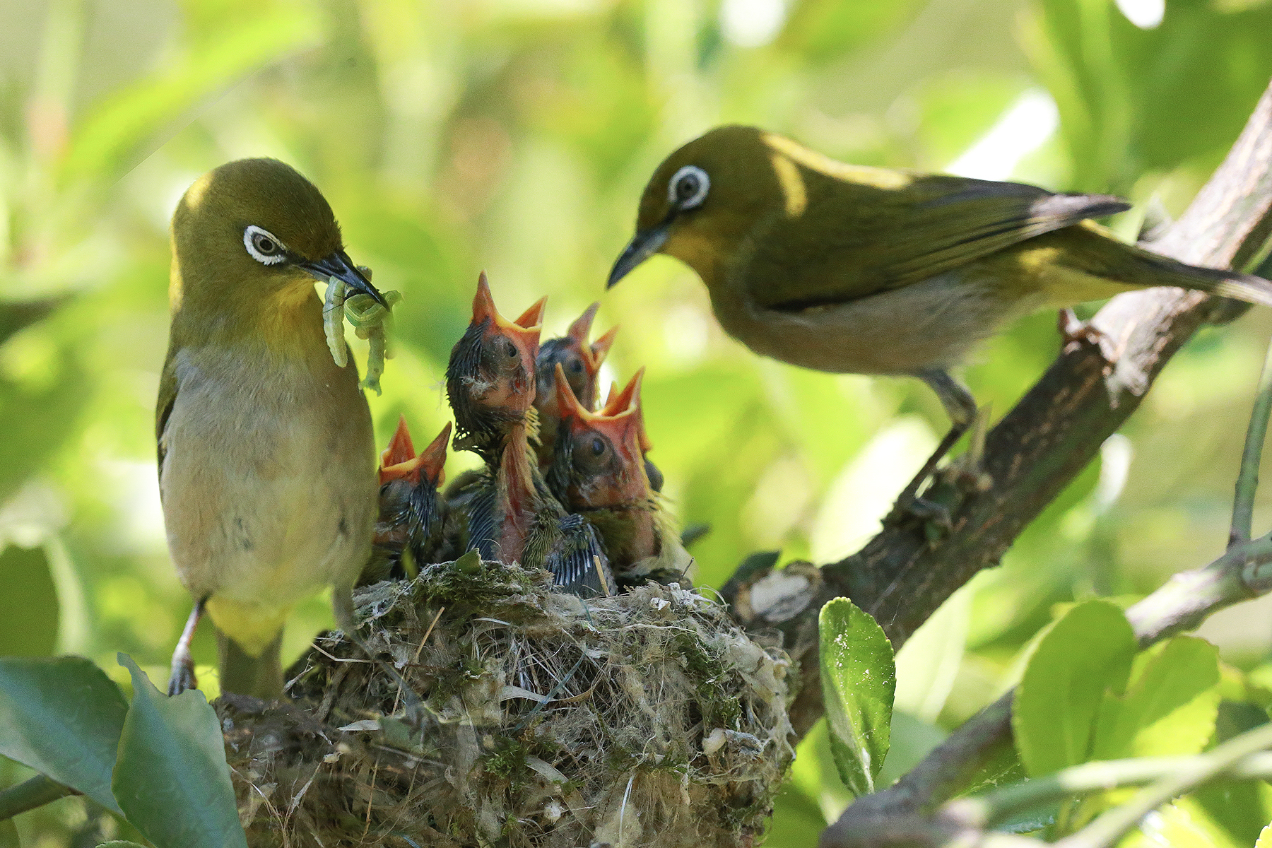 PHOTO BY HNalim | Canon EOS 7D Mark II | 2024:06:22 13:41:09 | ISO-160 | 1/500 sec | f 5.6 | 400 mm | EV=0 | ● WIDTH:1800 pixels  HEIGHT:1200 pixels