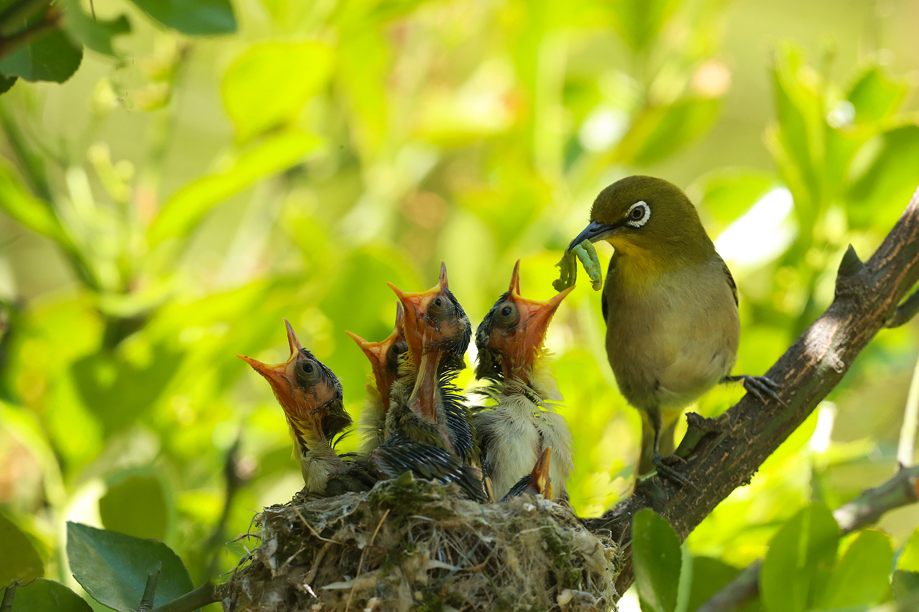 PHOTO BY HNalim | Canon EOS 7D Mark II | 2024:06:22 13:41:10 | ISO-160 | 1/500 sec | f 5.6 | 400 mm | EV=0 | ● WIDTH:1800 pixels  HEIGHT:1200 pixels