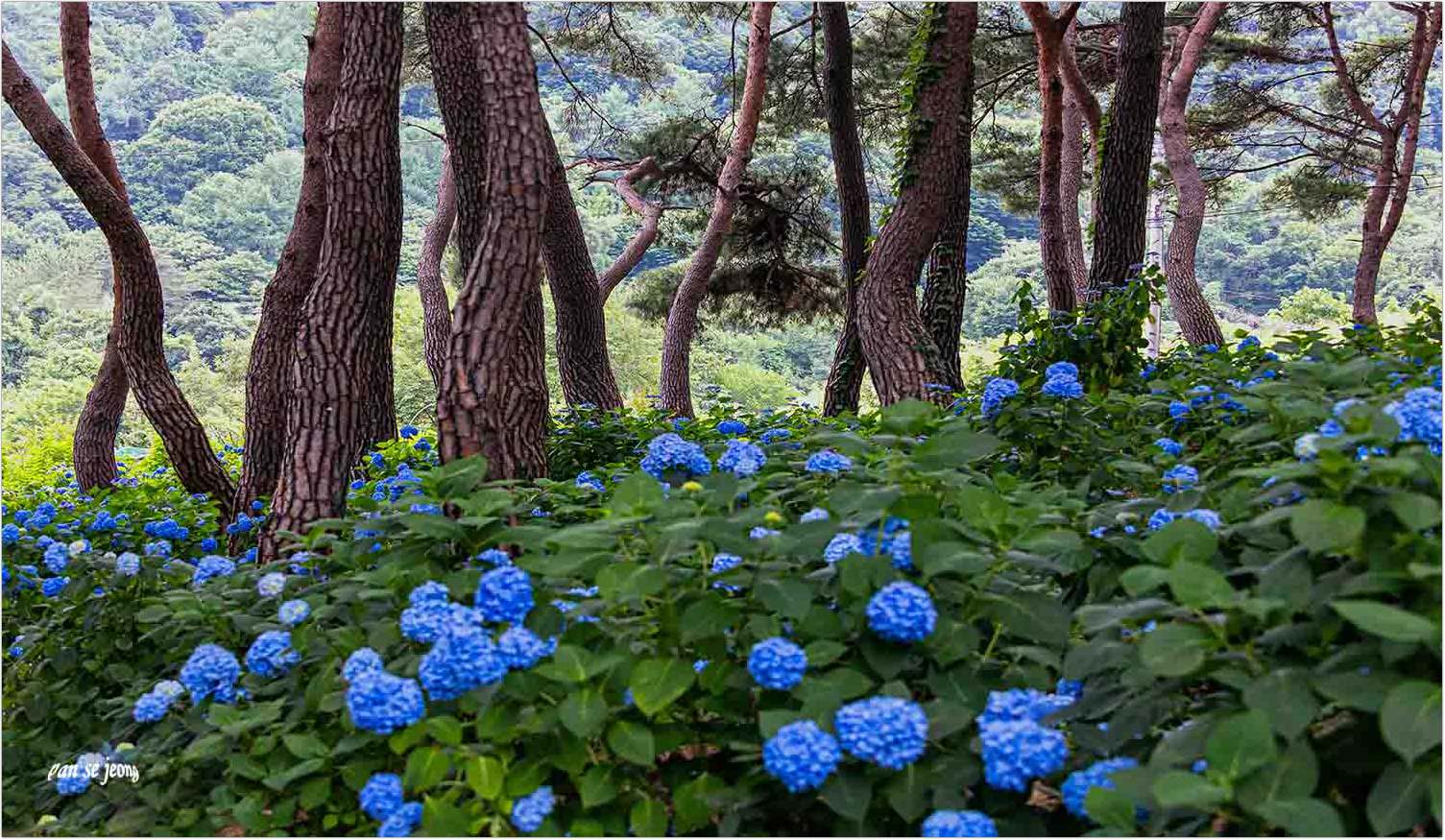 PHOTO BY jps | Canon EOS R6 | 2024:06:20 11:38:53 | ISO-1000 | 1/250 sec | f 6.3 | 65 mm | EV=-0.3 | ● WIDTH:1505 pixels  HEIGHT:875 pixels