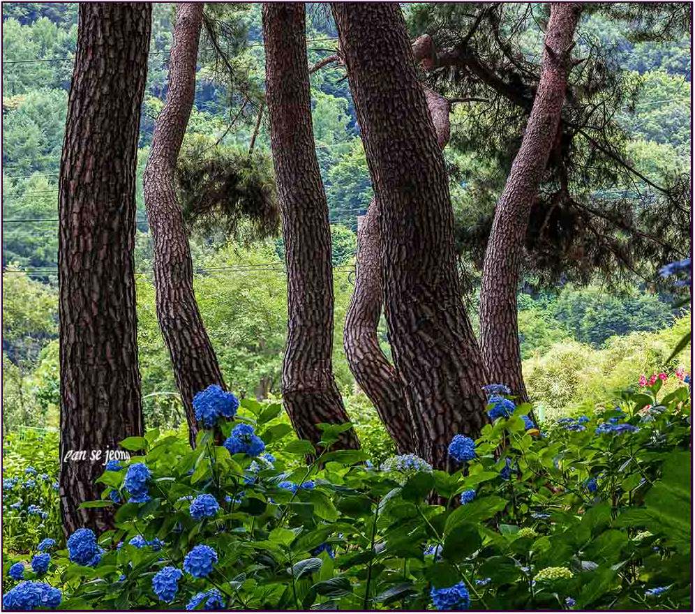 PHOTO BY jps | Canon EOS R6 | 2024:06:20 11:45:34 | ISO-1000 | 1/50 sec | f 16 | 104 mm | EV=0 | ● WIDTH:996 pixels  HEIGHT:880 pixels