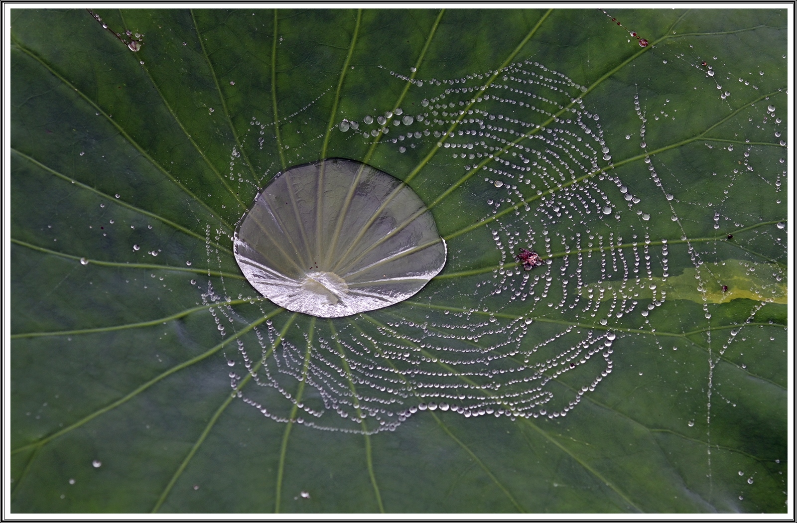 PHOTO BY  | NIKON Z 7_2 | 2024:06:23 00:05:58 | ISO-250 | 1/200 sec | f 7.1 | 60 mm | EV=0 | ● WIDTH:5408 pixels  HEIGHT:3600 pixels