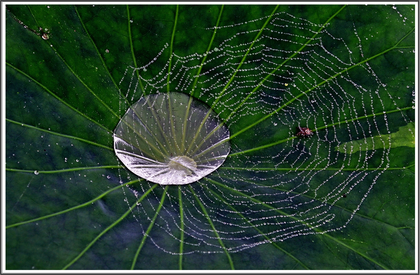 PHOTO BY  | NIKON Z 7_2 | 2024:06:22 23:44:03 | ISO-400 | 1/125 sec | f 8 | 60 mm | EV=0 | ● WIDTH:5408 pixels  HEIGHT:3600 pixels