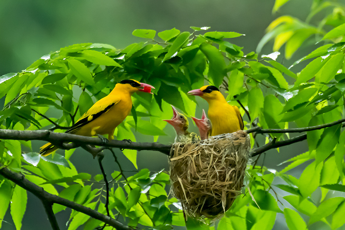 PHOTO BY  | NIKON D500 | 2024:06:23 10:45:02 | ISO-6400 | 1/1600 sec | f 4 | 600 mm | EV=0.3 | ● WIDTH:1200 pixels  HEIGHT:800 pixels