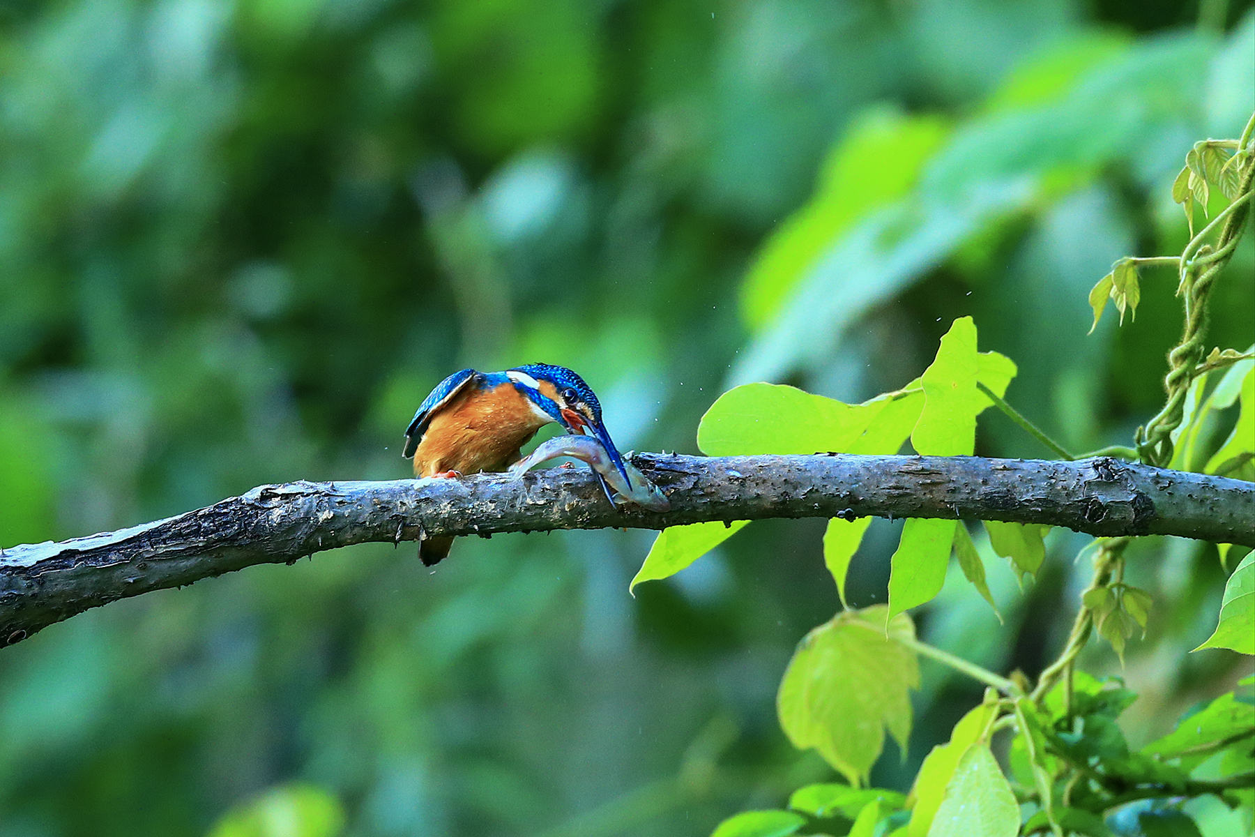 PHOTO BY HNalim | Canon EOS 7D Mark II | 2024:06:22 13:42:20 | ISO-125 | 1/500 sec | f 5 | 300 mm | EV=0 | ● WIDTH:1800 pixels  HEIGHT:1200 pixels