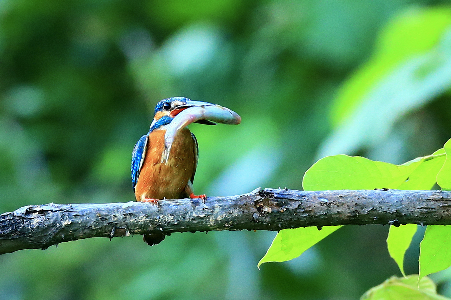 PHOTO BY HNalim | Canon EOS 7D Mark II | 2024:06:22 13:42:21 | ISO-125 | 1/500 sec | f 5 | 300 mm | EV=0 | ● WIDTH:1800 pixels  HEIGHT:1200 pixels