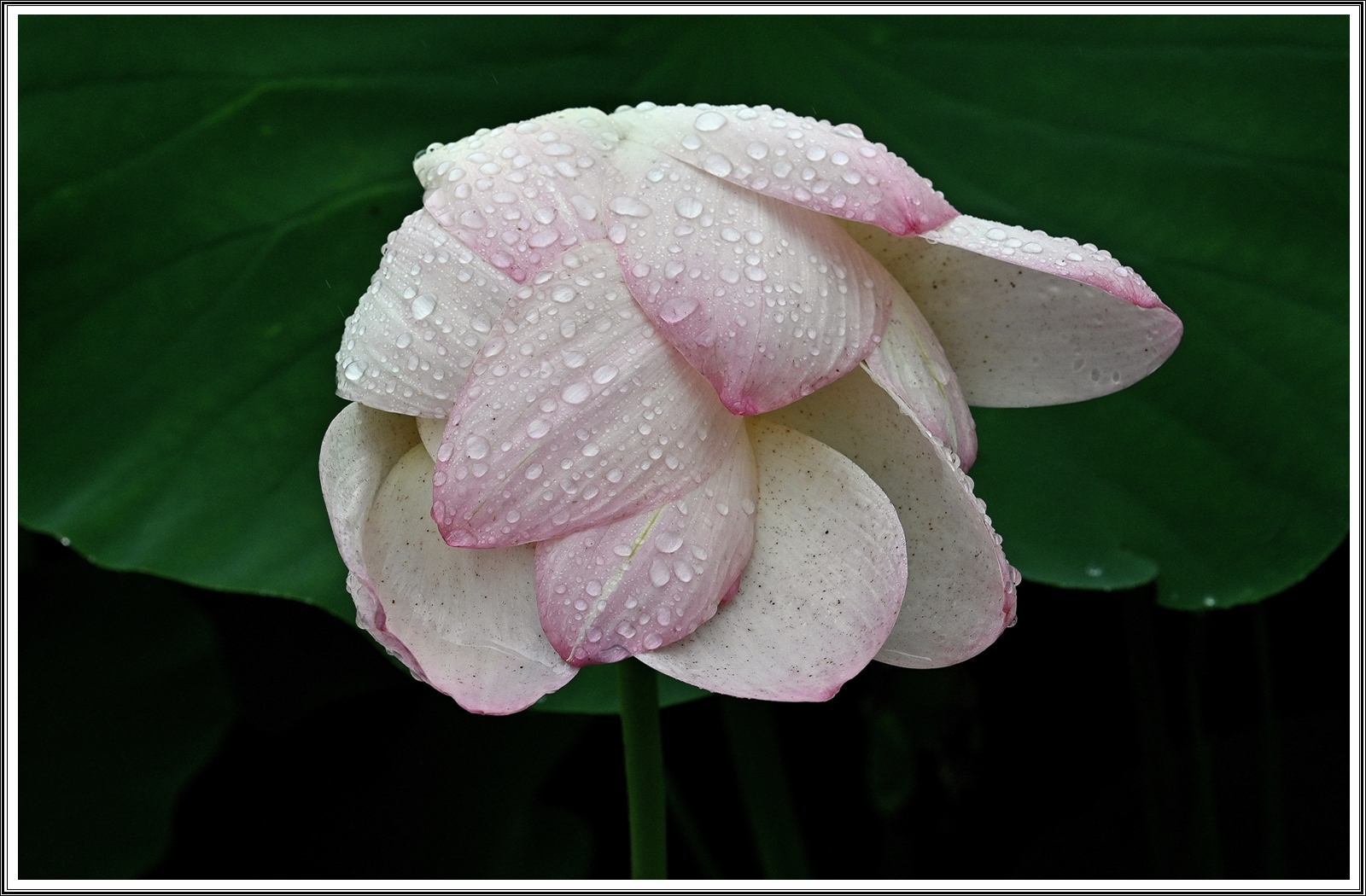 PHOTO BY  | NIKON Z 7_2 | 2024:06:22 23:38:19 | ISO-400 | 1/400 sec | f 8 | 60 mm | EV=0 | ● WIDTH:5408 pixels  HEIGHT:3600 pixels