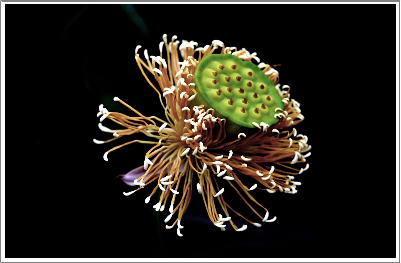 PHOTO BY  | NIKON Z 7_2 | 2024:06:22 23:39:15 | ISO-400 | 1/125 sec | f 8 | 60 mm | EV=0 | ● WIDTH:5408 pixels  HEIGHT:3600 pixels