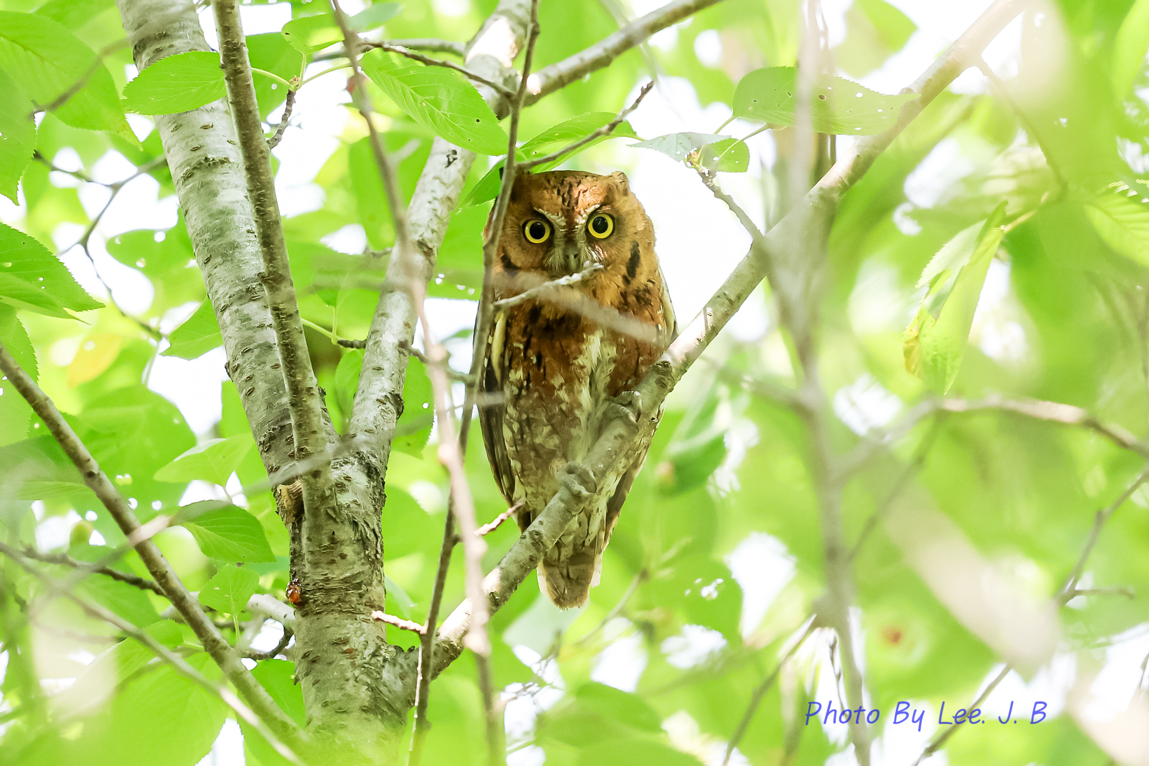 PHOTO BY  | Canon EOS R3 | 2024:06:02 10:15:03 | ISO-3200 | 1/1000 sec | f 5.6 | 840 mm | EV=-0.7 | ● WIDTH:2353 pixels  HEIGHT:1568 pixels