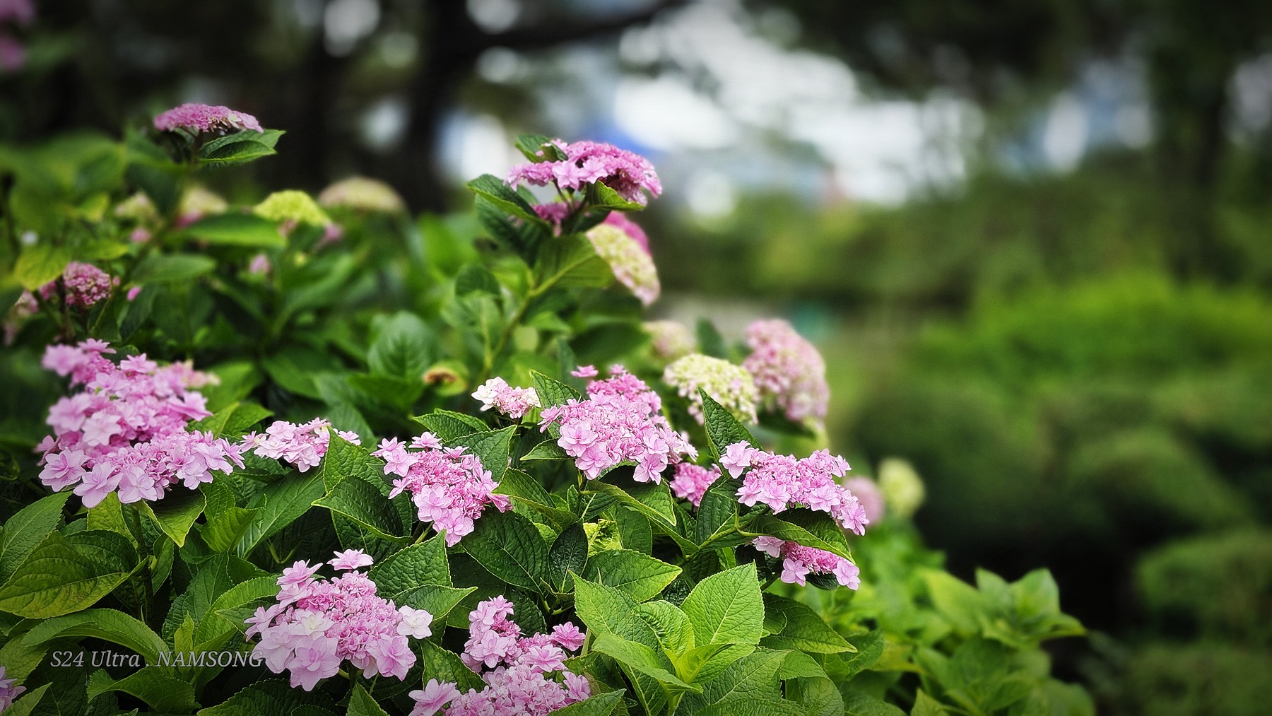 PHOTO BY  | Galaxy S24 Ultra | 2024:06:23 11:09:44 | ISO-12 | 1/243 sec | f 1.7 | 6.3 mm | EV=0 | ● WIDTH:4000 pixels  HEIGHT:2252 pixels