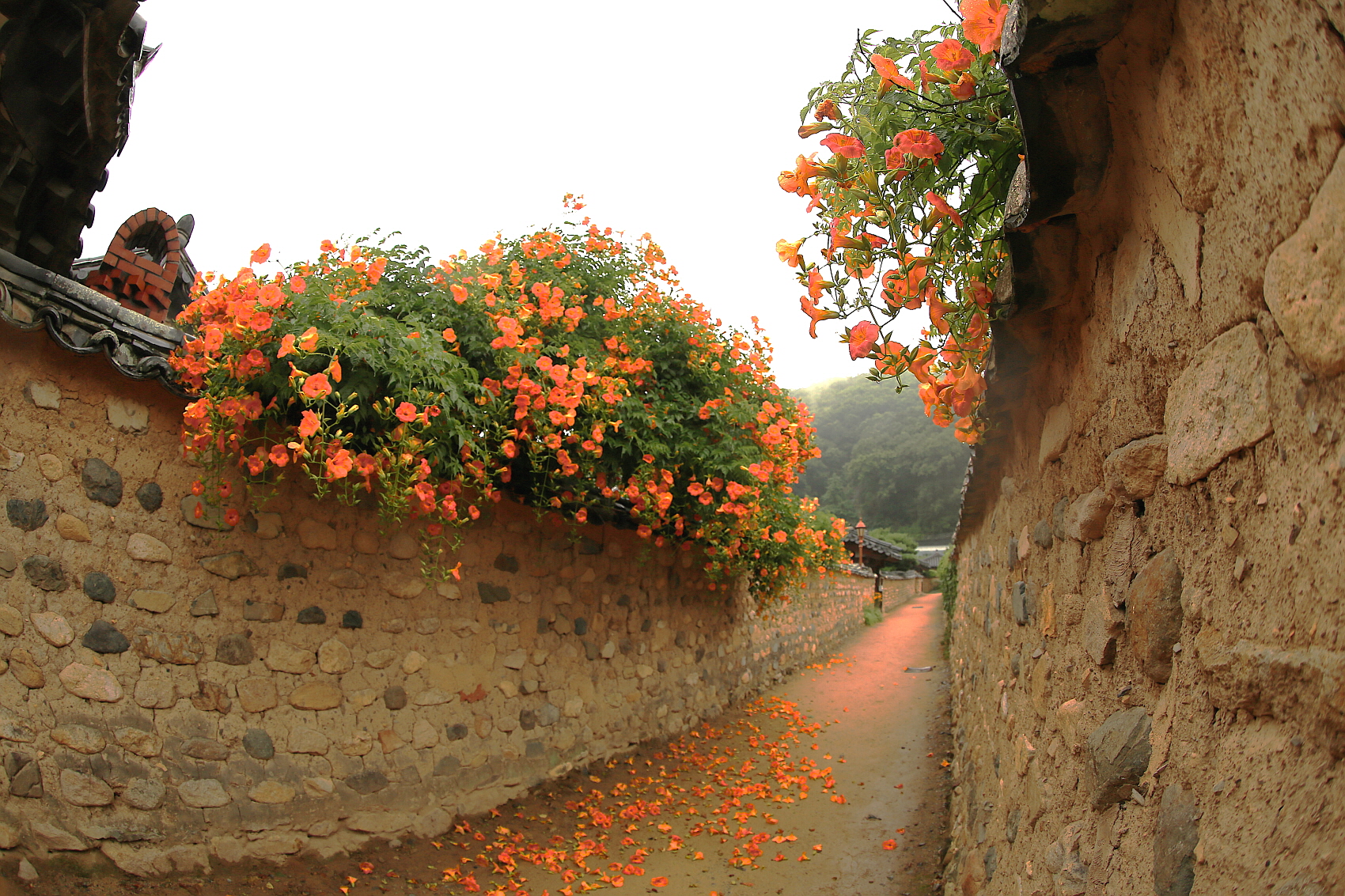 PHOTO BY  | Canon EOS 5D Mark III | 2023:06:21 07:14:36 | ISO-100 | 1/80 sec | f 5.6 | 15 mm | EV=0 | ● WIDTH:1700 pixels  HEIGHT:1133 pixels