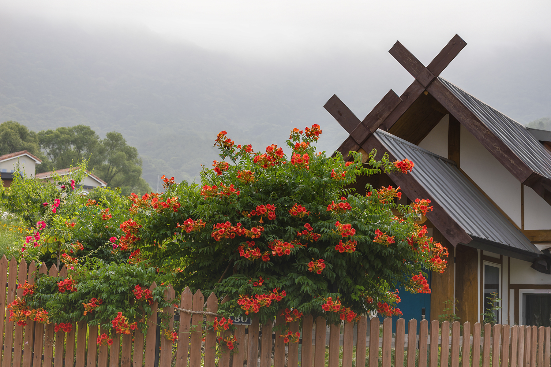 PHOTO BY  | Canon EOS R3 | 2024:06:24 07:51:03 | ISO-100 | 1/250 sec | f 5.6 | 70 mm | EV=-1 | ● WIDTH:1800 pixels  HEIGHT:1200 pixels